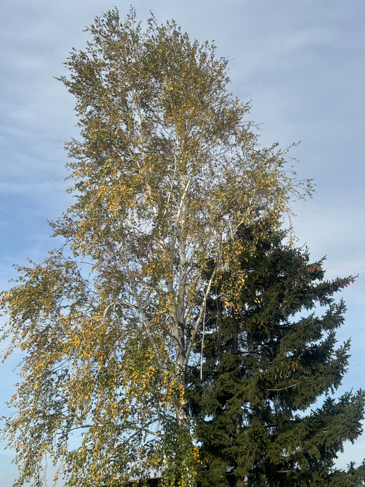 The image shows a close-up view of two trees against a cloudy blue sky. On the left, a tall birch tree with white bark is partially visible, its branches laden with yellowing leaves, indicating it is autumn. To its right, a dense evergreen conifer tree, likely a spruce or fir, is prominent, its dark green needles and numerous brown pine cones contrasting with the deciduous tree. The trees are positioned next to each other, with the conifer partially obscuring the birch. The lower parts of the trees are not clearly visible, suggesting the photo was taken from a low angle, looking upwards. The overall scene is outdoors, with no people or specific urban features from Maksimovshchina, Russia, visible in the frame.