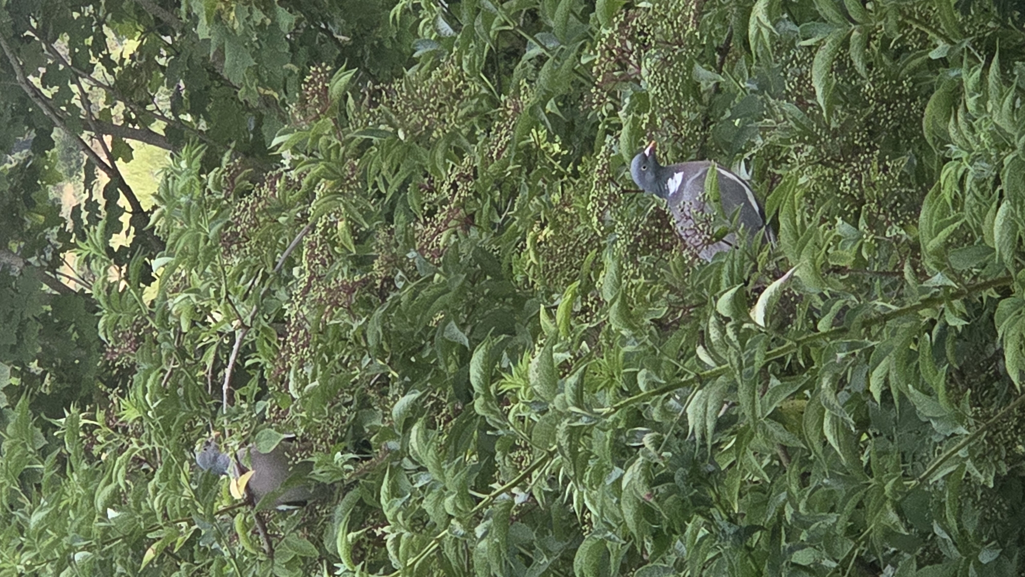 This image shows two wood pigeons perched amidst dense green foliage, likely a tree or shrub. The pigeon in the foreground is facing to the right, with its head tilted slightly and its beak open. It has grey plumage with white markings on its wings and neck. The second pigeon is visible in the upper left portion of the image, partially obscured by leaves. The background is a blur of green and yellow, suggesting a natural outdoor setting. There is no indication of the specific location within Bray, Ireland, but the vegetation points to a park, garden, or wooded area.