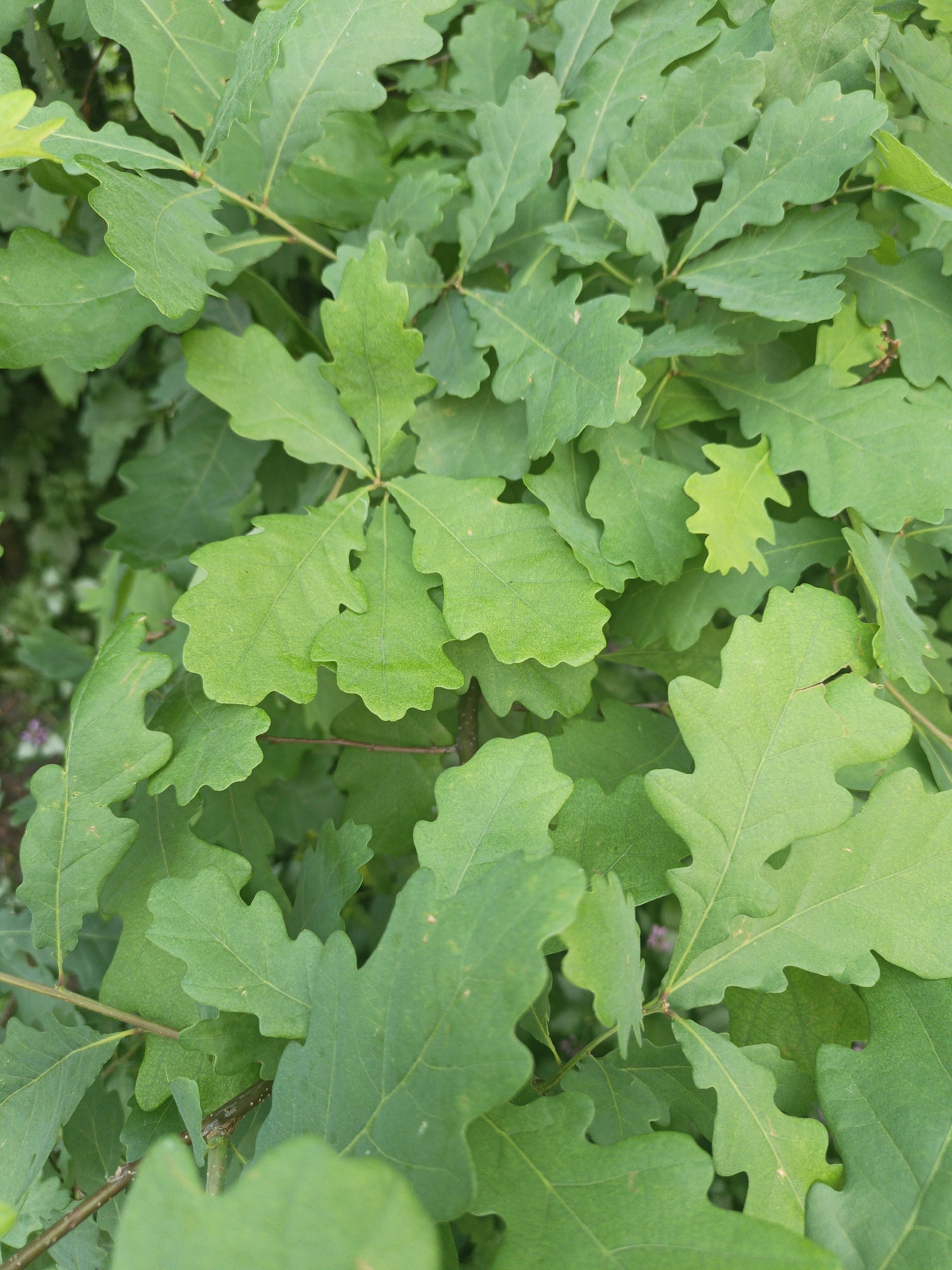 The image shows a close-up, overhead view of green oak leaves. The leaves are lobed with irregular edges and are densely packed together, obscuring any background details. There are no people or visible signs of human activity. The scene appears to be a natural environment, likely a tree or shrub. The specific location in Kalachevo, Russia, is not visually identifiable from the provided image.