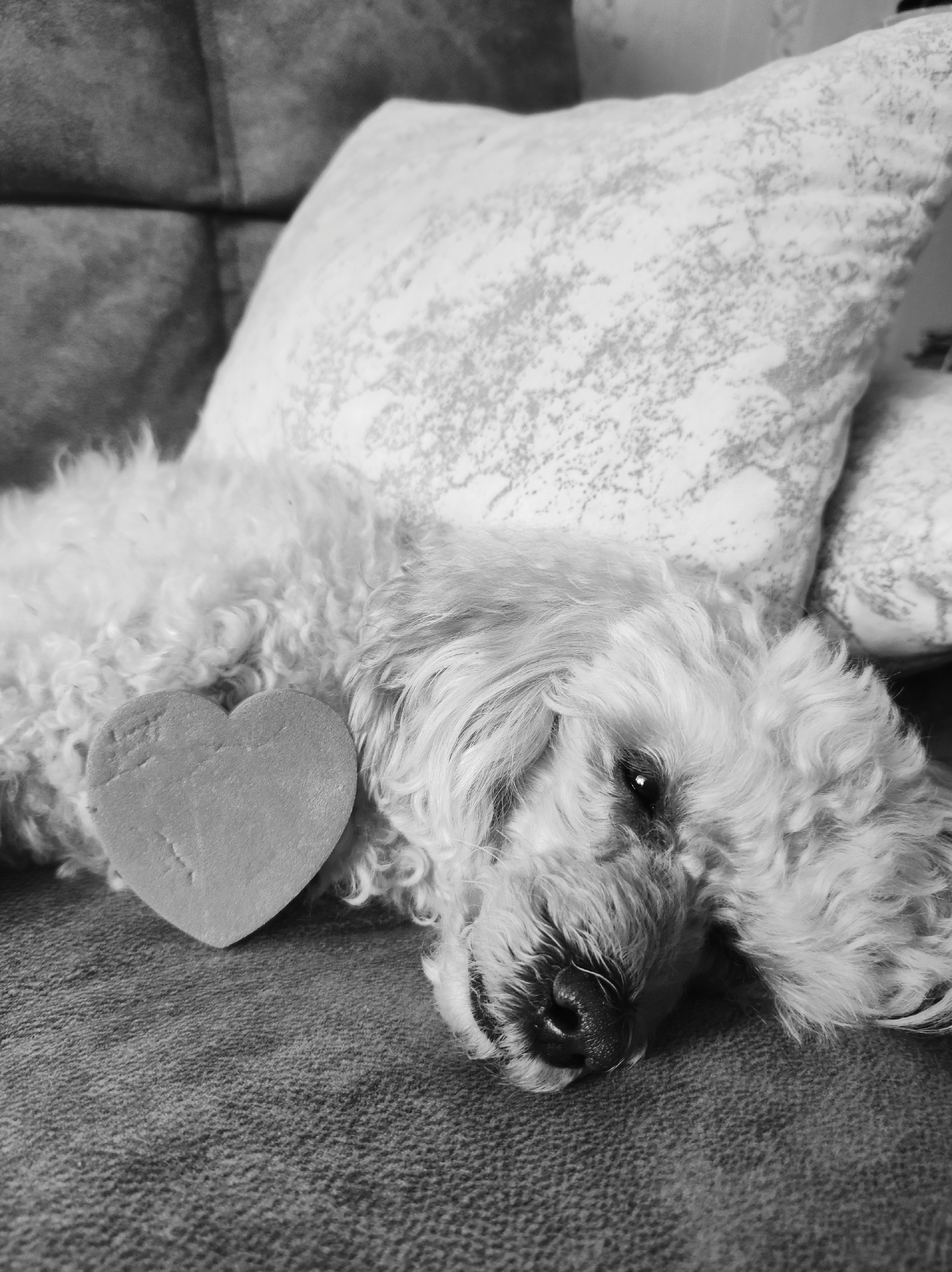 This is a black and white, close-up, eye-level shot of a light-colored, fluffy dog lying on its side on a textured, dark surface, possibly a couch. The dog is resting its head on a pillow with a speckled pattern. A heart-shaped object is placed on the dog's chest. The dog's eyes are partially closed, and its snout is visible. The image does not contain any elements that indicate its location in Chaikovsky, Russia.