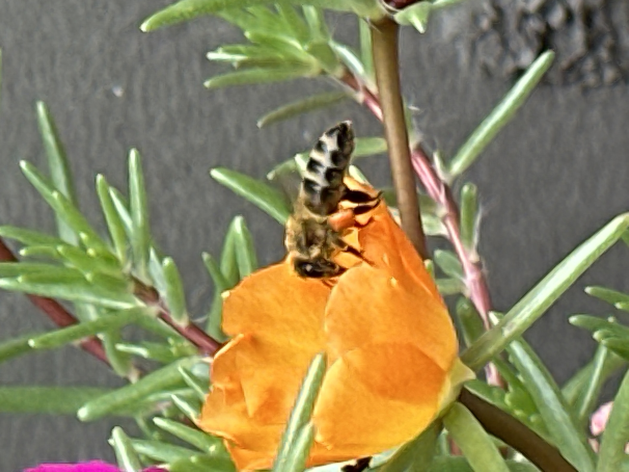 A bee is perched on an orange flower. The flower is surrounded by green succulent leaves. In the background, there is a gray textured surface. The image is taken from a close-up perspective, focusing on the bee and flower. There is no visible indication of the city of Lobacheve, Ukraine.