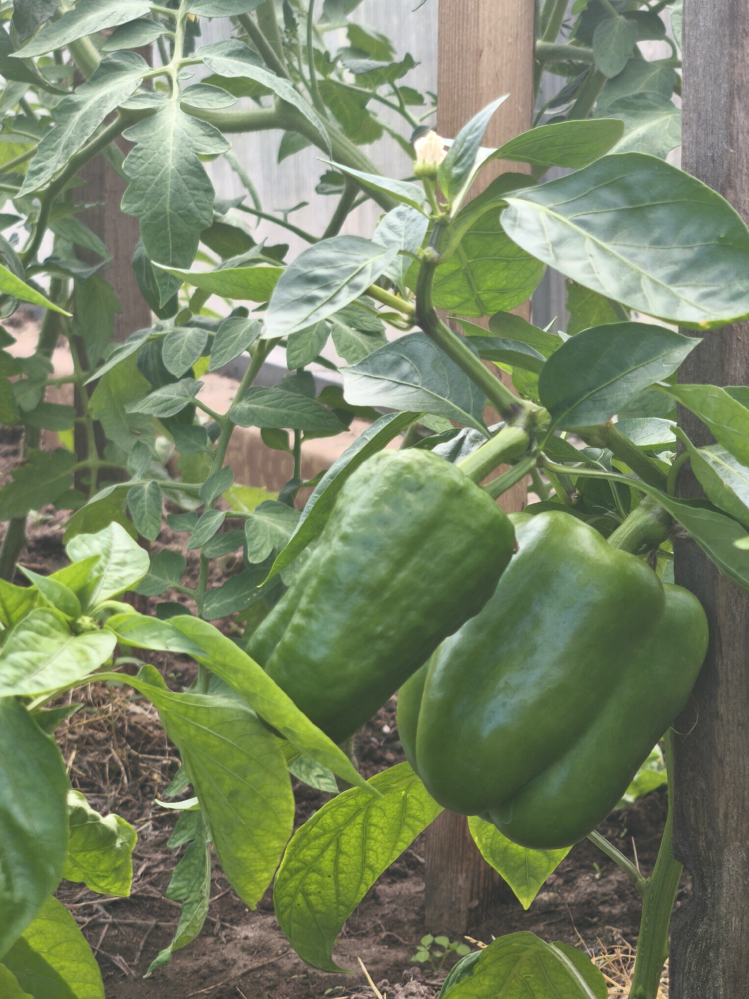 The image depicts a close-up view of a pepper plant with several green bell peppers growing on it. The peppers are large and plump, with a glossy, smooth skin. They are attached to thick green stems, and surrounded by large, vibrant green leaves. The plant is supported by a wooden stake, indicating it is in a garden setting. The background shows more greenery and soil, suggesting an outdoor cultivation environment. The image does not provide any specific information about the city of Kady, Russia, or any people.
