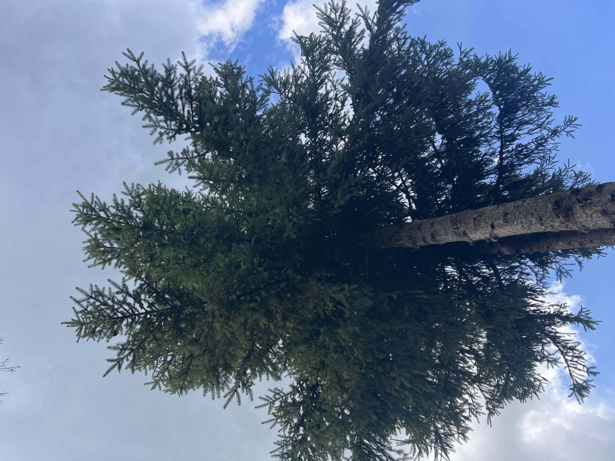 A low-angle, medium shot captures a tall, mature evergreen tree against a backdrop of a bright, partly cloudy sky in Роса Снт, Russia. The tree's dark green needles and rough, textured bark are prominent. The sky transitions from a lighter, overcast hue at the top of the frame to a vibrant blue with scattered white clouds towards the bottom right. The image is devoid of any people or discernible human activity, focusing solely on the natural elements of the tree and sky.