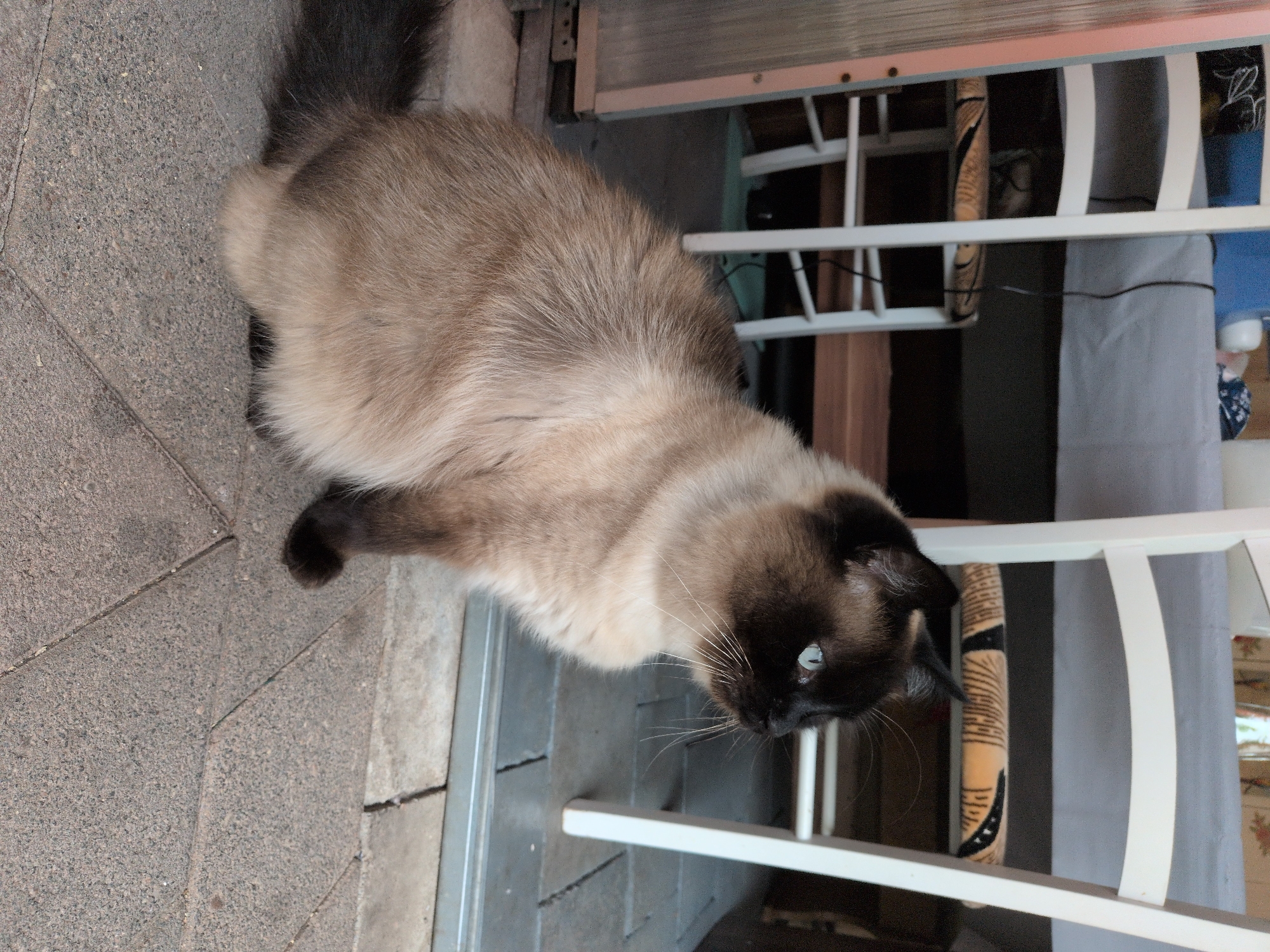 An adult, short-haired Siamese cat with blue eyes sits on a gray stone patio. The cat is facing right, with its body angled slightly away from the camera. Its fur is a mix of light brown and cream. In the background, two white chairs with patterned seats are visible, along with a gray tablecloth and what appears to be part of a table. The overall scene suggests an outdoor or semi-outdoor setting, possibly a patio or garden area. The location is not specified in the image or metadata.