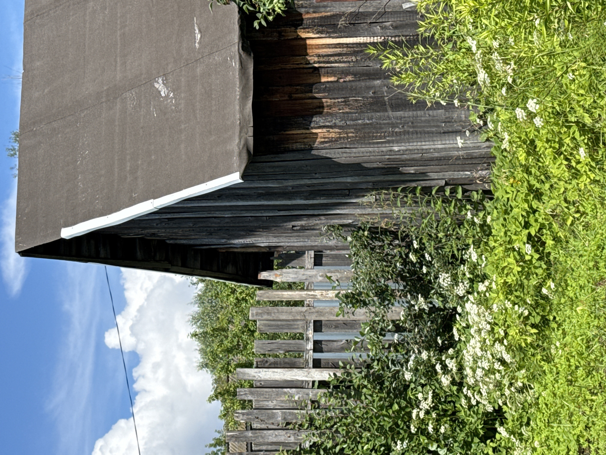 An exterior medium shot captures the side of a rustic, weathered wooden building, possibly a shed or outbuilding, against a backdrop of lush greenery and a bright blue sky dotted with white clouds. The building's vertical wooden planks are dark and show signs of age, with some areas appearing lighter and sun-bleached. A dark, textured roof, possibly tar or felt, slopes steeply from left to right, with a white trim along the edge. In the foreground, a dense growth of vibrant green foliage and small white flowers fills the lower half of the image. Behind the building and partially obscured by the greenery, a weathered wooden fence stands tall, with some planks missing or broken. The scene appears to be an outdoor rural or semi-rural setting.