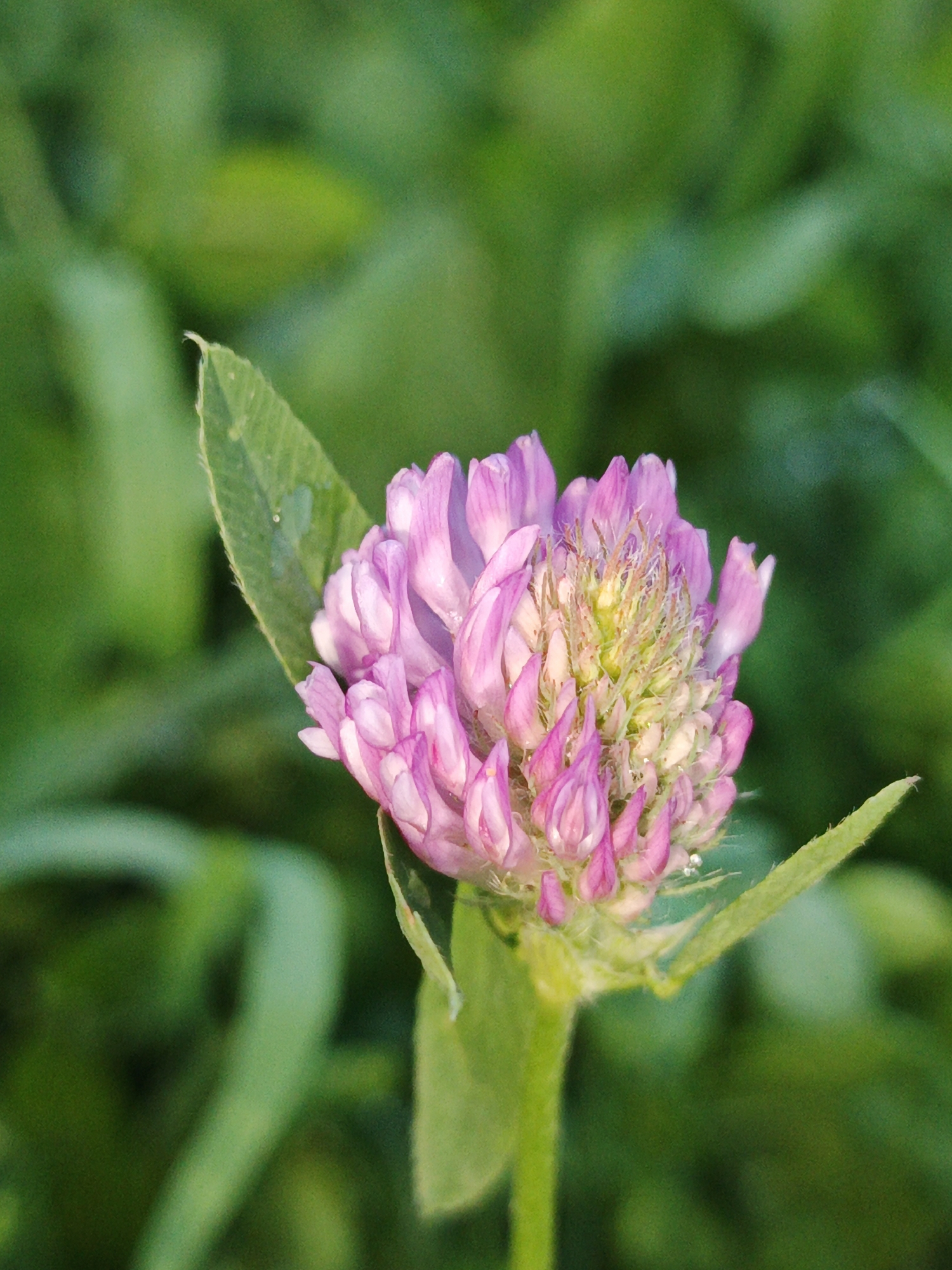 This is a close-up, vertical, eye-level, medium shot photograph of a single, pink clover flower in bloom. The flower head is composed of numerous small, tubular petals, some of which are tightly packed, creating a rounded, globular shape. The center of the flower is a lighter shade of green and yellow, with fine, thread-like structures emerging. The flower is supported by a thick, green stem and a few pointed, green leaves are visible, one of which is positioned to the left of the flower head, slightly out of focus. The background is a soft blur of various shades of green, suggesting foliage and an outdoor environment, likely a natural setting such as a field or meadow. There are no people, animals, or man-made objects visible in the image. The lighting appears natural, with sunlight illuminating the flower and casting subtle shadows. There is no information available about the location in the city of Medvedyovka, Russia, or any specific context for this image.