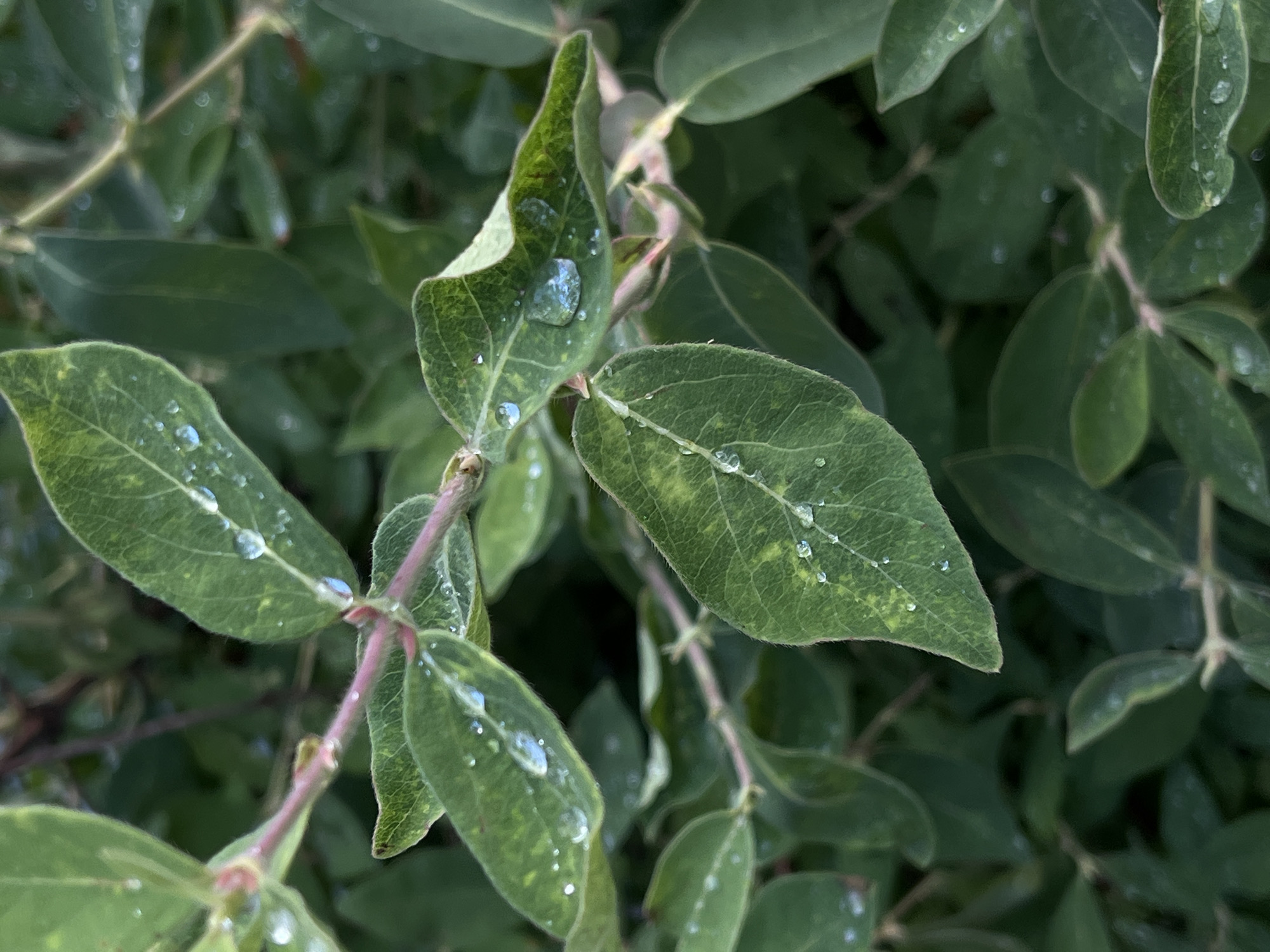 The image shows a close-up view of green leaves with water droplets on them. The leaves are arranged on a branch with pinkish stems. The background is a blur of more green foliage. The lighting suggests it might be overcast or early morning/late evening. There are no people or animals visible in the image, nor any man-made objects. The scene appears to be in a natural outdoor environment, likely a garden or park, given the foliage. The specific location within the city of Unknown, Unknown cannot be determined from the visual information provided.