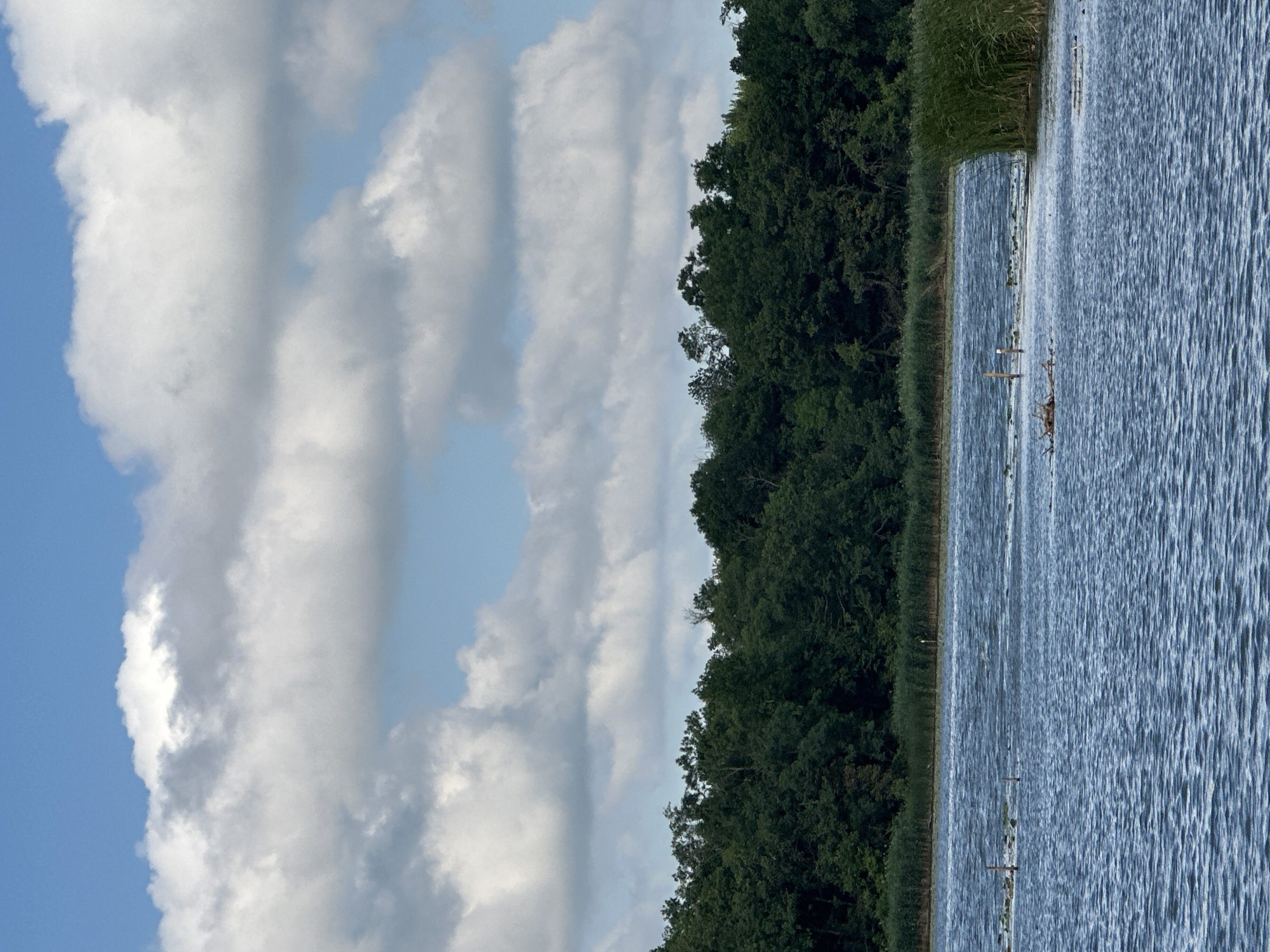 The image depicts a serene natural landscape with a body of water in the foreground and a dense forest bordering the opposite shore. The sky above is a vibrant blue, interspersed with large, fluffy white clouds. The water's surface is rippled, suggesting a gentle breeze. There are some reeds growing along the shoreline and a few scattered natural debris in the water. The forest appears lush and green, composed of deciduous trees. The scene is tranquil and untouched by human activity, indicative of a rural or natural setting. It is plausible this scene is located in Khlypnivka, Ukraine, given the typical natural beauty of the Ukrainian countryside.