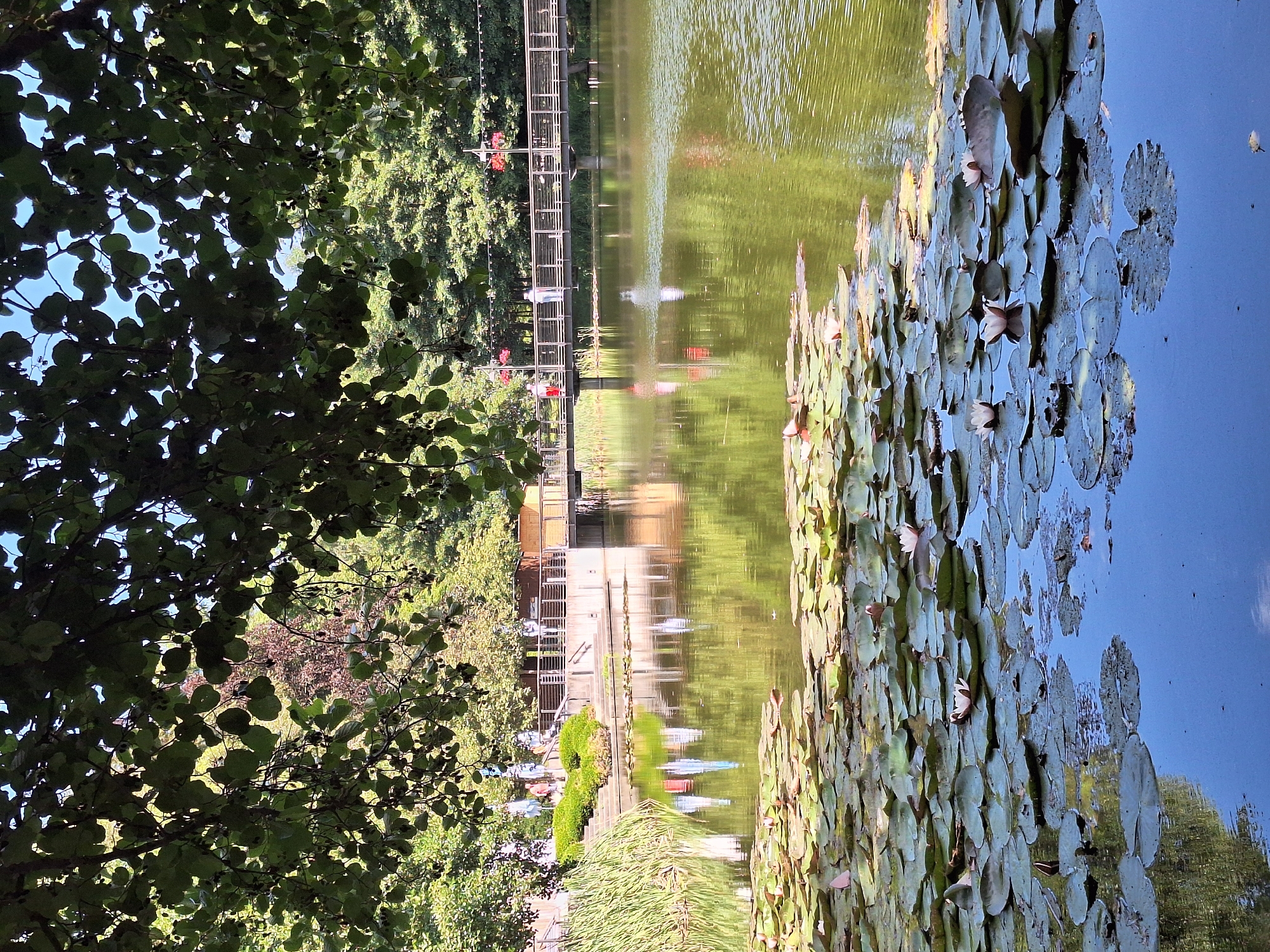 The image depicts a tranquil scene at the city park of Wolkenstein, Germany. In the foreground, numerous lily pads float on the surface of a calm lake, some adorned with delicate white and pink water lilies. The water reflects the surrounding lush green trees and a clear blue sky. In the mid-ground, a modern pedestrian bridge spans across the water, with a few individuals visible walking on it. The bridge connects to a pathway lined with greenery and stairs leading up to a building. The background is filled with dense, verdant trees, creating a peaceful, natural ambiance. The sunlight filters through the leaves of trees in the foreground, casting dappled shadows on the scene.