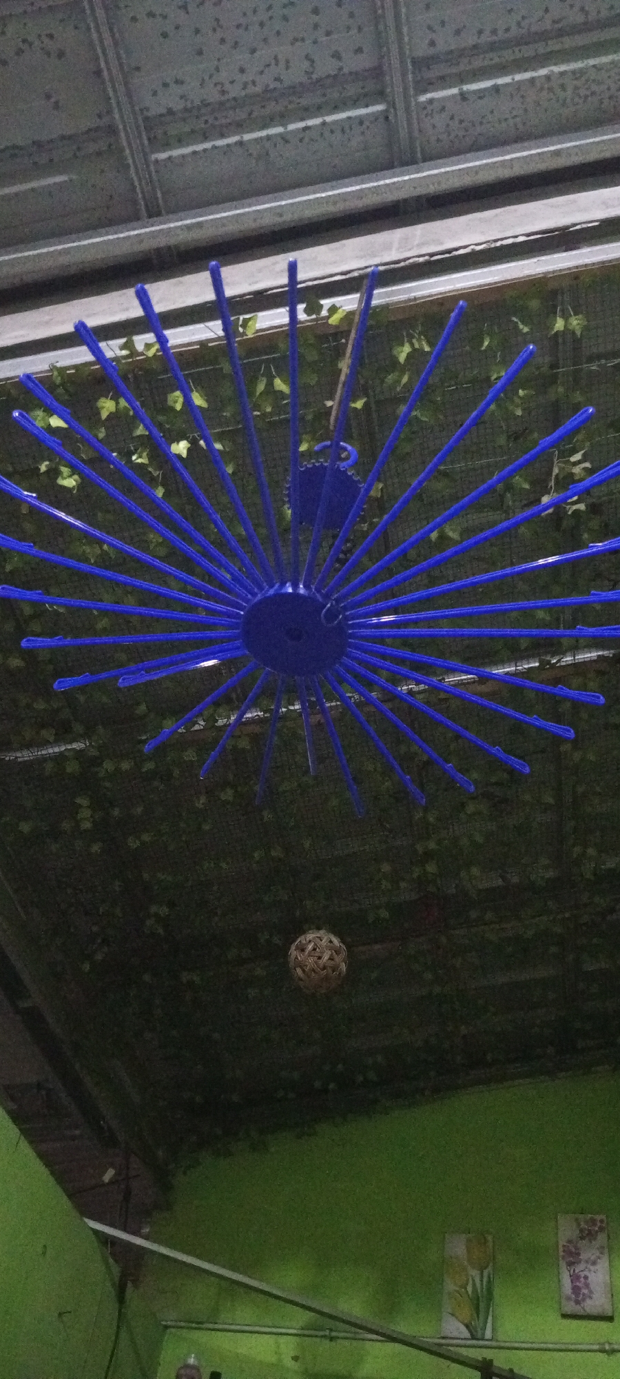 The image shows an interior view of a room with a green wall and a ceiling. Hanging from the ceiling is a large, blue, starburst-shaped object, likely a drying rack for clothes. Below the drying rack, a spherical, woven object, possibly a decorative item or a traditional game ball, is suspended by a string. The ceiling appears to be made of corrugated metal panels, with some areas covered by a mesh netting that has artificial green vines draped over it. The green wall has two framed pictures hanging on it, one depicting yellow tulips and the other with purple flowers. The scene suggests a domestic or communal space, possibly in Lubangbuaya, Indonesia, given the contextual information. There are no people visible in the image.