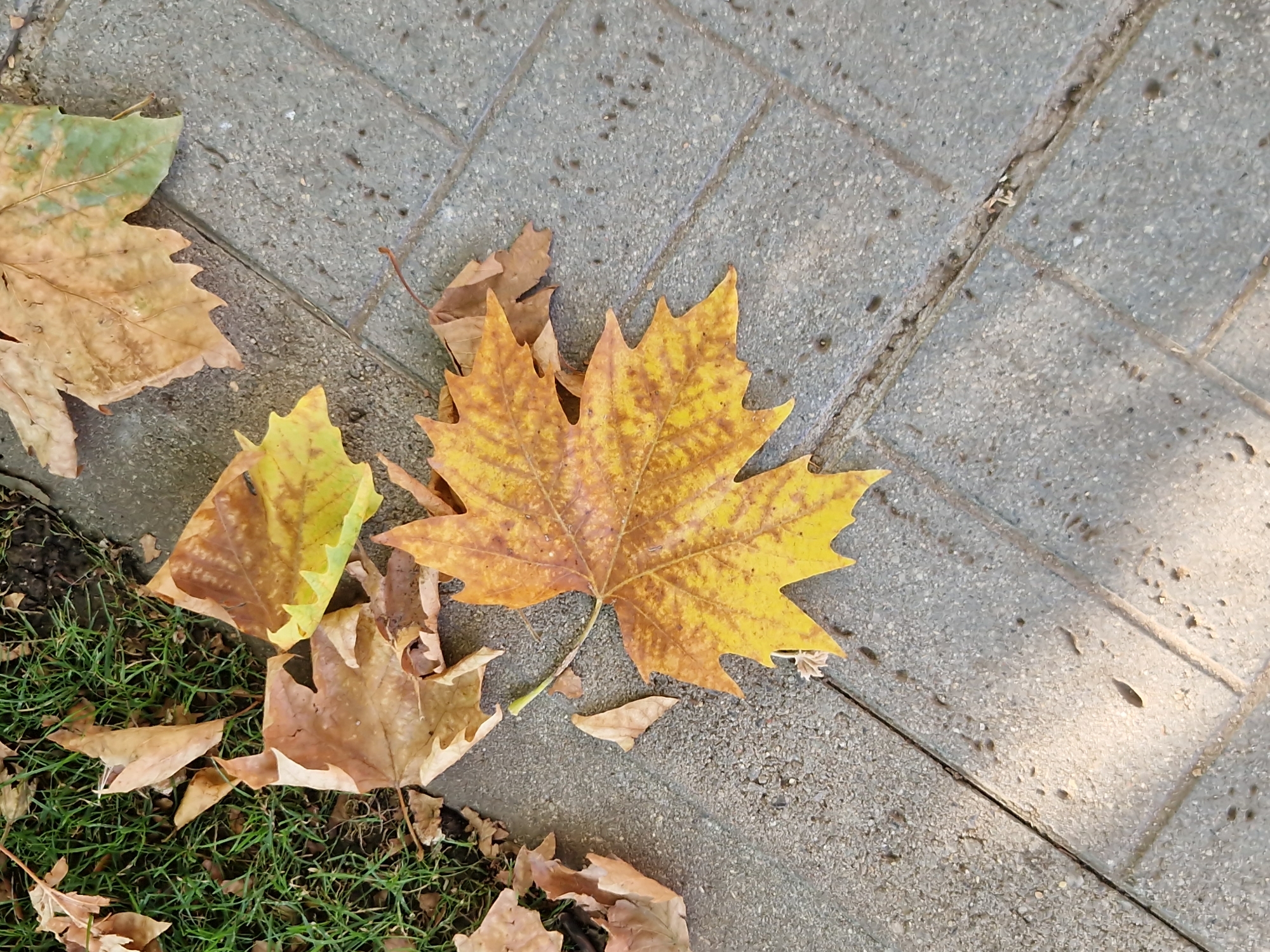 In Sofia, Bulgaria, on a paved walkway, several fallen leaves are scattered. The leaves, predominantly shades of yellow and brown, display the characteristic lobed shape of sycamore leaves. One prominent, bright yellow sycamore leaf lies in the center of the frame, its veins clearly visible. To the left, a patch of green grass is visible, with more fallen leaves interspersed with it. The walkway itself is constructed of grey paving stones, with visible grout lines. The scene suggests an autumnal setting, likely in a park or a tree-lined street within the city. There are no people or animals present in the image.