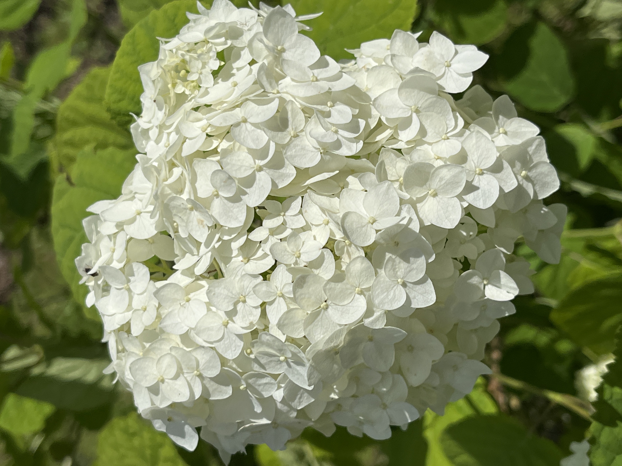 A close-up, eye-level shot focuses on a large, spherical cluster of white hydrangea blossoms. The petals are layered and delicate, with subtle shadows creating depth within the bloom. Behind the hydrangea, out-of-focus green leaves form a natural backdrop. A tiny dark insect, possibly a fly or a bee, is visible on one of the uppermost petals. The image appears to be taken outdoors, likely in a garden or park setting within the city of Pionersky, Russia, given the sunlight and foliage. There are no people or discernible human structures present.