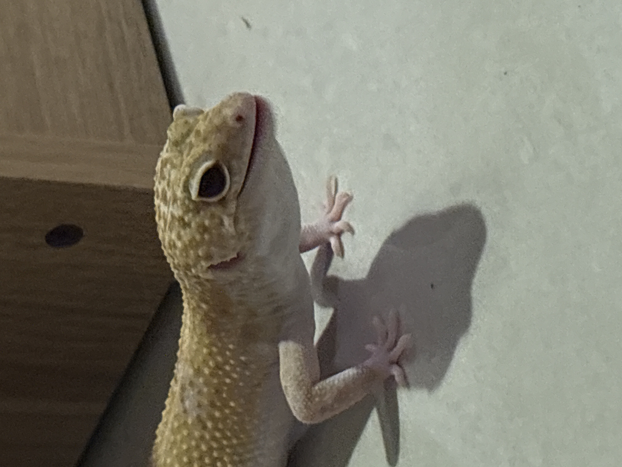 An indoor close-up photograph depicts a leopard gecko with beige and yellow spotted skin resting on a light-colored, textured surface, possibly a floor or enclosure. The gecko is positioned on the left side of the frame, facing to the right. Its body is partially visible, including its head, front legs, and a portion of its torso. The gecko's eyes are dark and its mouth appears slightly open. A shadow of the gecko is cast on the surface beneath it. In the background, a wooden structure with a dark circular mark is visible, suggesting an indoor habitat or furniture. The overall lighting is dim, with a warm tone. There are no people or any other living creatures visible in the frame. The image does not provide any visual cues to determine its location within Nha Trang Ward, Vietnam.