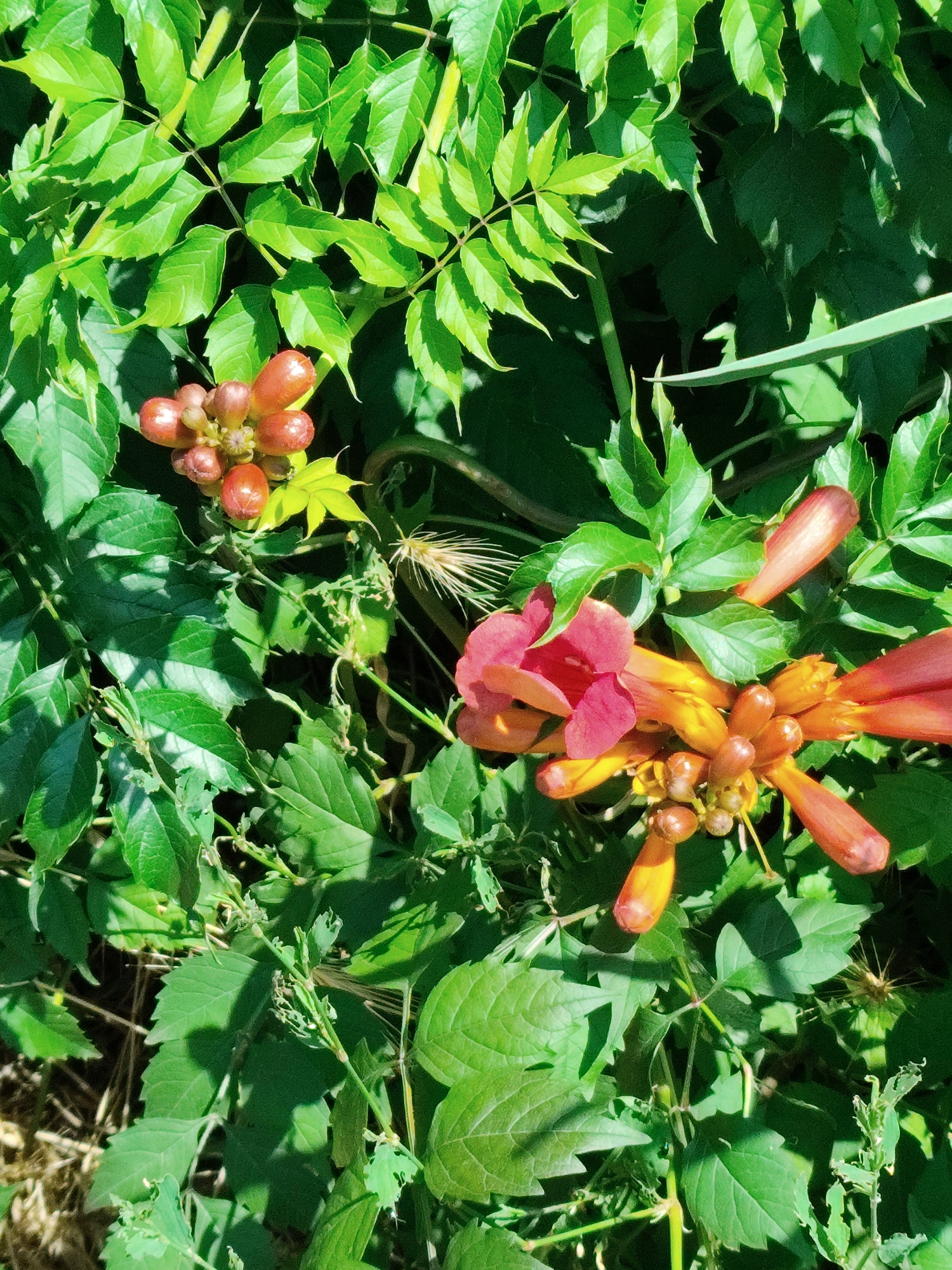 The image shows a close-up view of trumpet-shaped flowers and green foliage. The flowers are a vibrant orange and pink, with some unopened buds clustered together. The leaves are various shades of green, some appearing sunlit and others in shadow, suggesting an outdoor setting. The overall impression is of a lush, natural environment. There are no people or animals visible. The image appears to be a botanical detail shot.