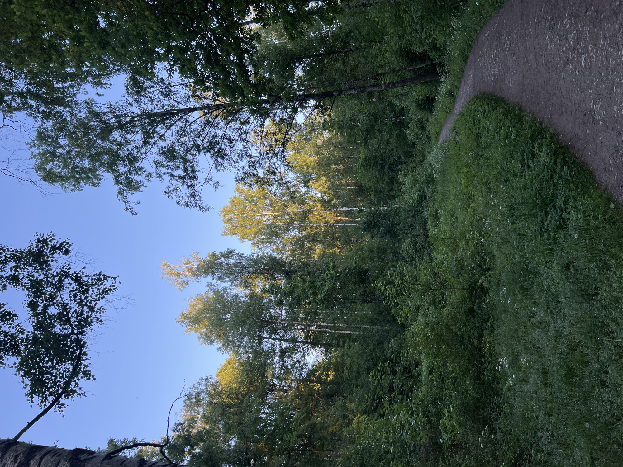 The image displays a winding dirt path traversing a dense, lush forest landscape, characteristic of the natural environments found in the city of Saint Petersburg, Russia. The upper portion of the frame reveals a clear, bright blue sky, partially visible through the canopy of trees.
The forest is primarily composed of deciduous trees, with rich green foliage indicating a summer or late spring season. On the left side of the image, the tops of several trees, including birches identifiable by their lighter bark, are illuminated by a warm, golden light, suggesting a low sun angle from the left, likely during late afternoon or early evening. The trees on the right side of the path and in the deeper background appear darker and more shaded. A prominent thick tree trunk, possibly a birch, is visible on the far left edge of the frame.
The unpaved path, approximately 1.5 meters wide, originates from the lower right foreground and curves gently towards the left, disappearing into the wooded distance. Its surface is dark gray-brown, composed of compacted earth or fine gravel. The path is bordered by dense, verdant undergrowth consisting of various shrubs, ferns, and herbaceous plants, some displaying small white blossoms, particularly in the foreground and along the left edge of the path. No human figures, animals, or artificial structures are present in the scene. The overall lighting creates a contrast between the sun-drenched tree tops and the shaded forest floor and path.