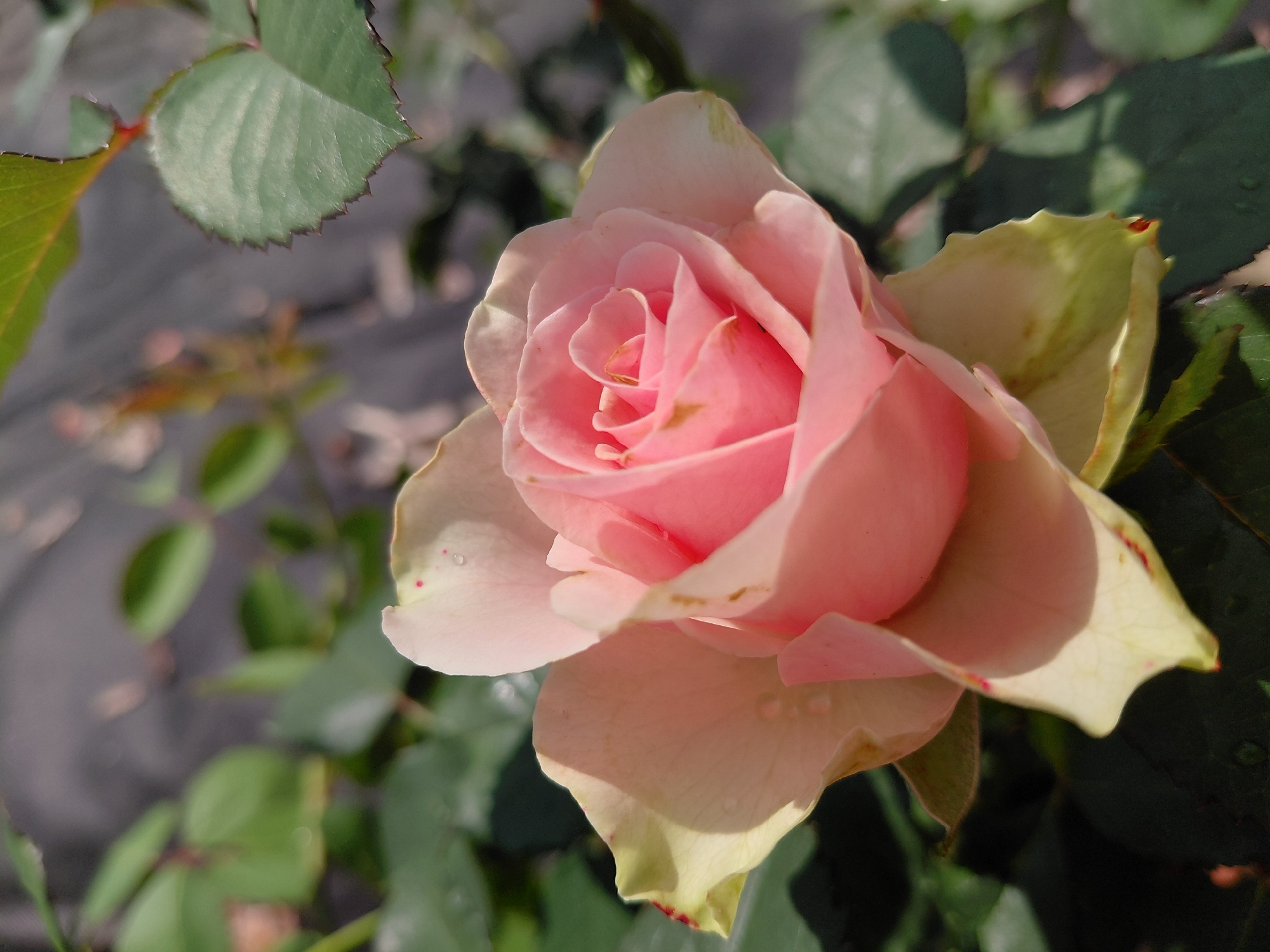 A close-up, eye-level, portrait-oriented photograph features a single, pale pink rose in soft focus. The rose is in the center of the frame, its petals unfurling to reveal a tightly spiraled center. Some petals have hints of cream and light green at their edges, and a few dew drops are visible on them. The background is blurred, with green rose leaves and darker, indistinct shapes suggesting foliage and possibly a textured surface. The lighting is natural and appears to be from the sun, casting subtle shadows on the petals and highlighting the textures of the leaves. The overall impression is one of delicate beauty and natural tranquility. The image does not contain any identifiable landmarks or elements that would place it specifically within Novosibirsk, Russia.
