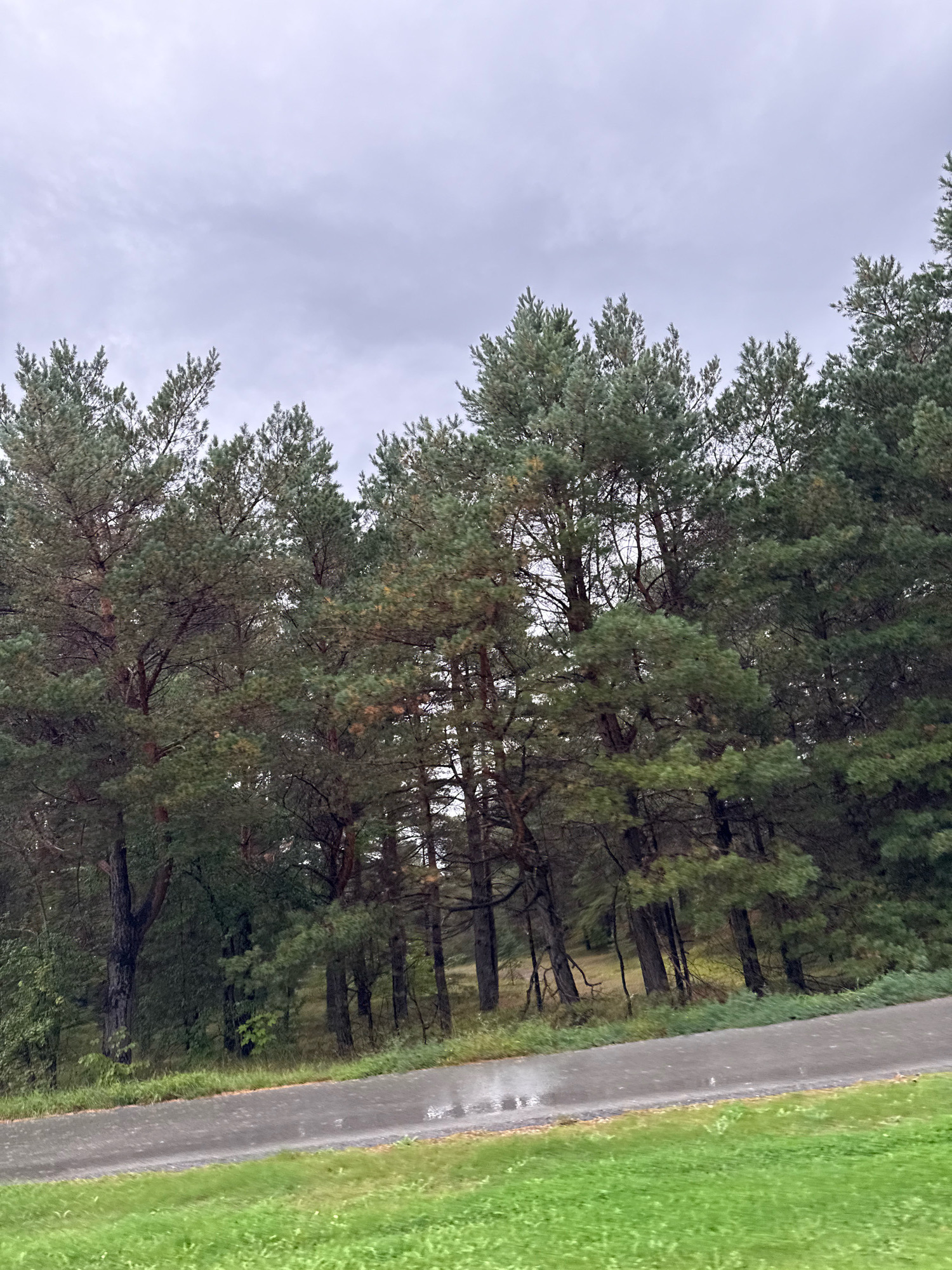 The image depicts a cloudy day with tall pine trees lining a wet asphalt road. The road surface shows reflections of the sky and some puddles, indicating recent rain. Lush green grass borders the road on the right side. The trees are dense, with a mix of green needles and bare branches. The sky is overcast with a light gray hue. The scene appears to be in a natural setting, possibly a park or roadside with a dense forest. Based on the visual cues, such as the type of trees and the landscape, the image could be from a location like Pirita in Tallinn, Estonia, known for its pine forests and proximity to the coast. There are no people or animals visible in the image, and no specific actions or interactions are depicted. The environment suggests a cool, damp atmosphere.