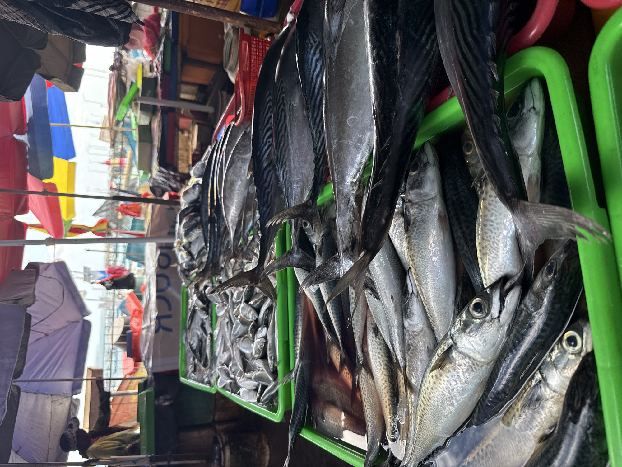 The image depicts a fish market in Kuta, Indonesia. Several green plastic crates are filled with fish, predominantly mackerel and tuna. The fish appear freshly caught, with a silvery sheen and intact scales. Some fish are layered within the crates, while others are arranged to display their tails.
In the background, glimpses of the market's environment are visible, including textiles, awnings, and possibly a person. The scene suggests a bustling marketplace setting, common in coastal towns like Kuta.