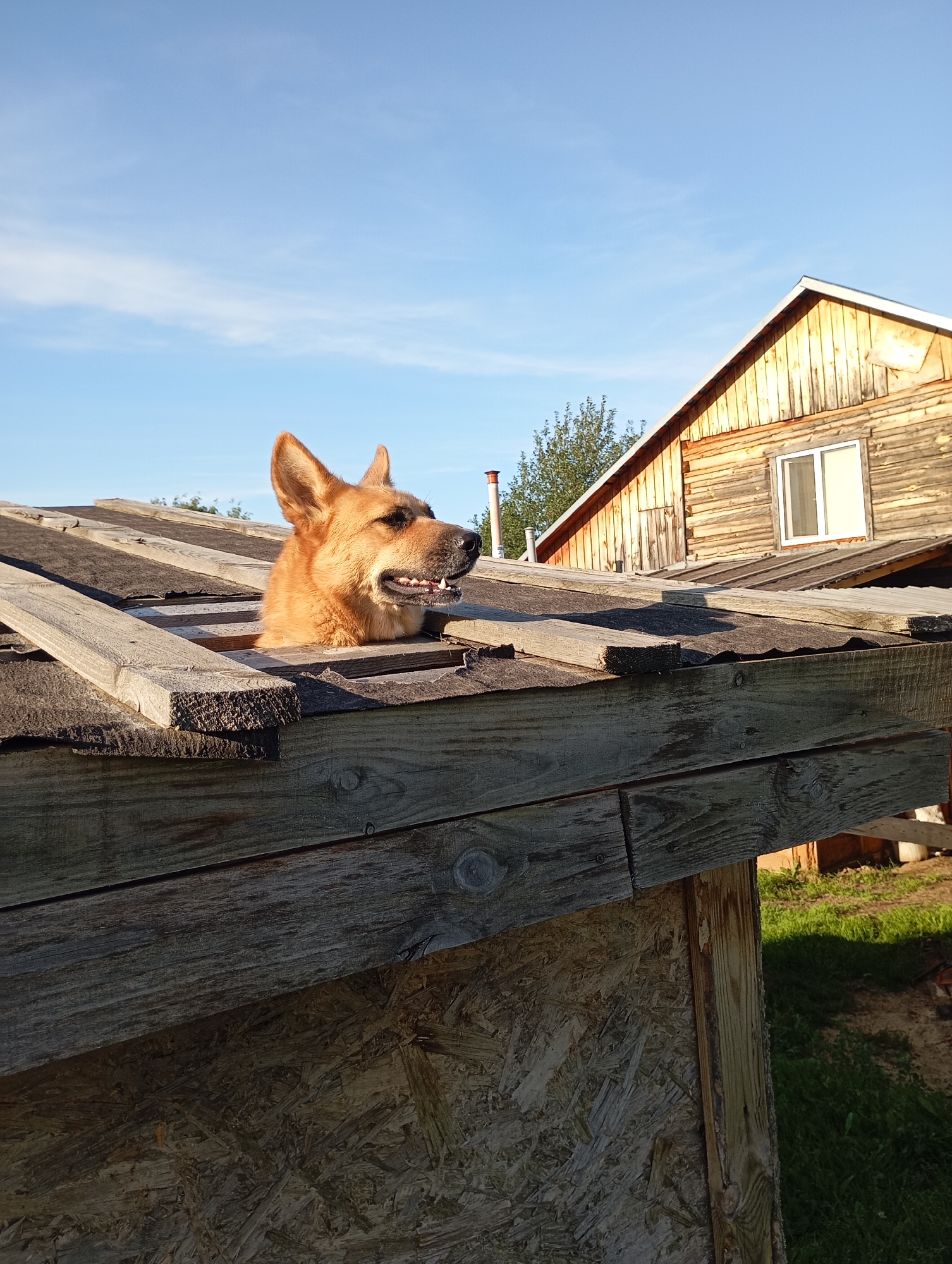 An outdoor, eye-level shot captures a medium-sized, golden-furred dog peeking its head through a rough opening in the roof of a wooden structure. The dog's mouth is slightly open, revealing its teeth, and its ears are alert. The roof itself appears to be constructed from weathered wooden planks and possibly asphalt shingles, showing signs of disrepair. In the background, a rustic wooden house with a peaked roof and a white-framed window stands under a clear blue sky with scattered wispy clouds. Green grass and foliage are visible on the ground. The scene suggests a rural or semi-rural setting, potentially a backyard in the town of Fokino, Russia.