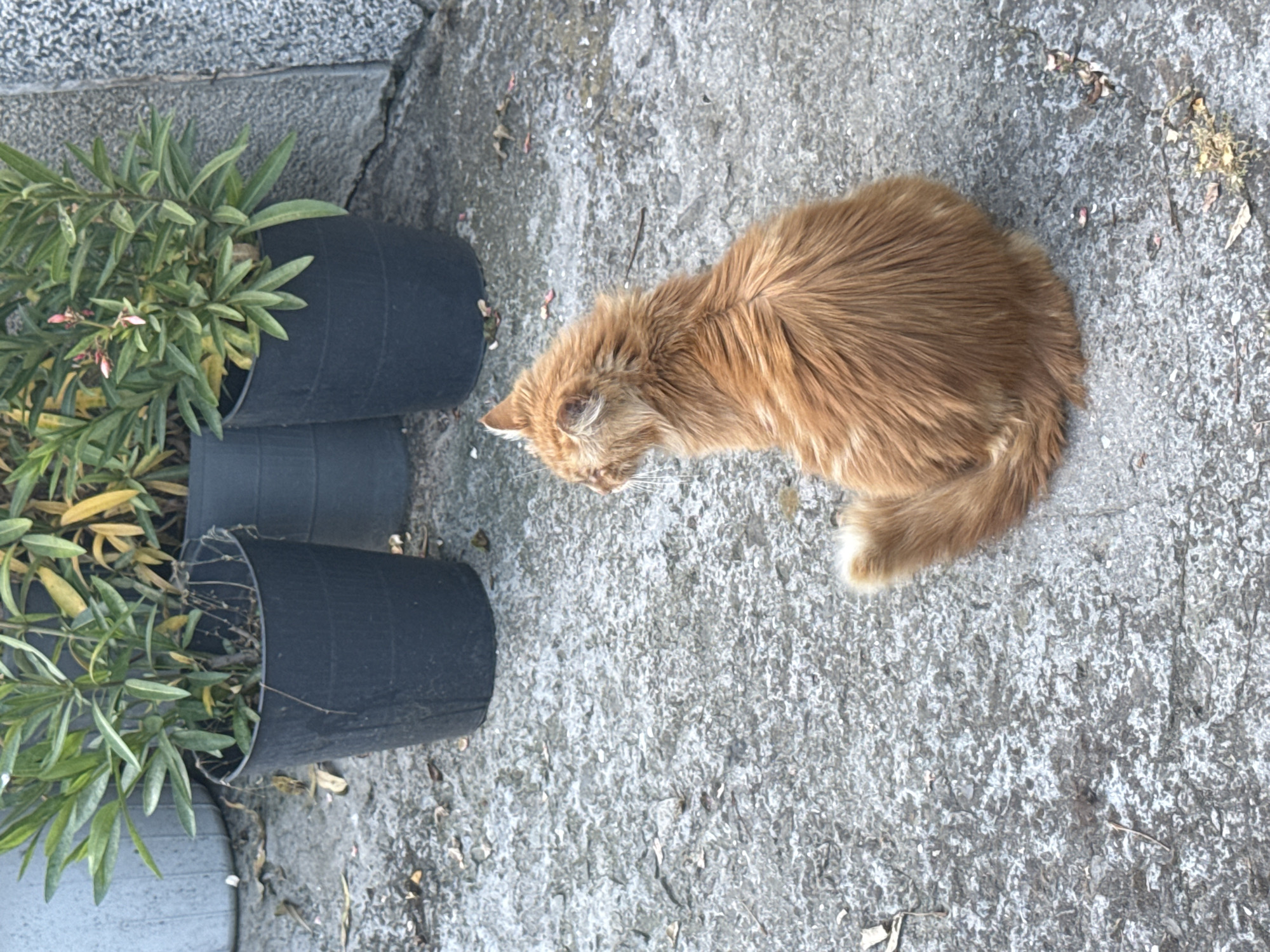 An orange tabby cat with long fur sits on a cracked concrete surface, facing away from the camera. The cat is positioned to the right of the frame. Behind the cat, several large black planters contain green leafy plants. The planters are arranged in a line, with a light gray wall or structure visible behind them to the left. The environment appears to be outdoors, possibly in a residential courtyard or public space in Marinka, Bulgaria. The concrete ground is scattered with dry leaves and debris. The lighting suggests it is daytime, with overcast conditions.