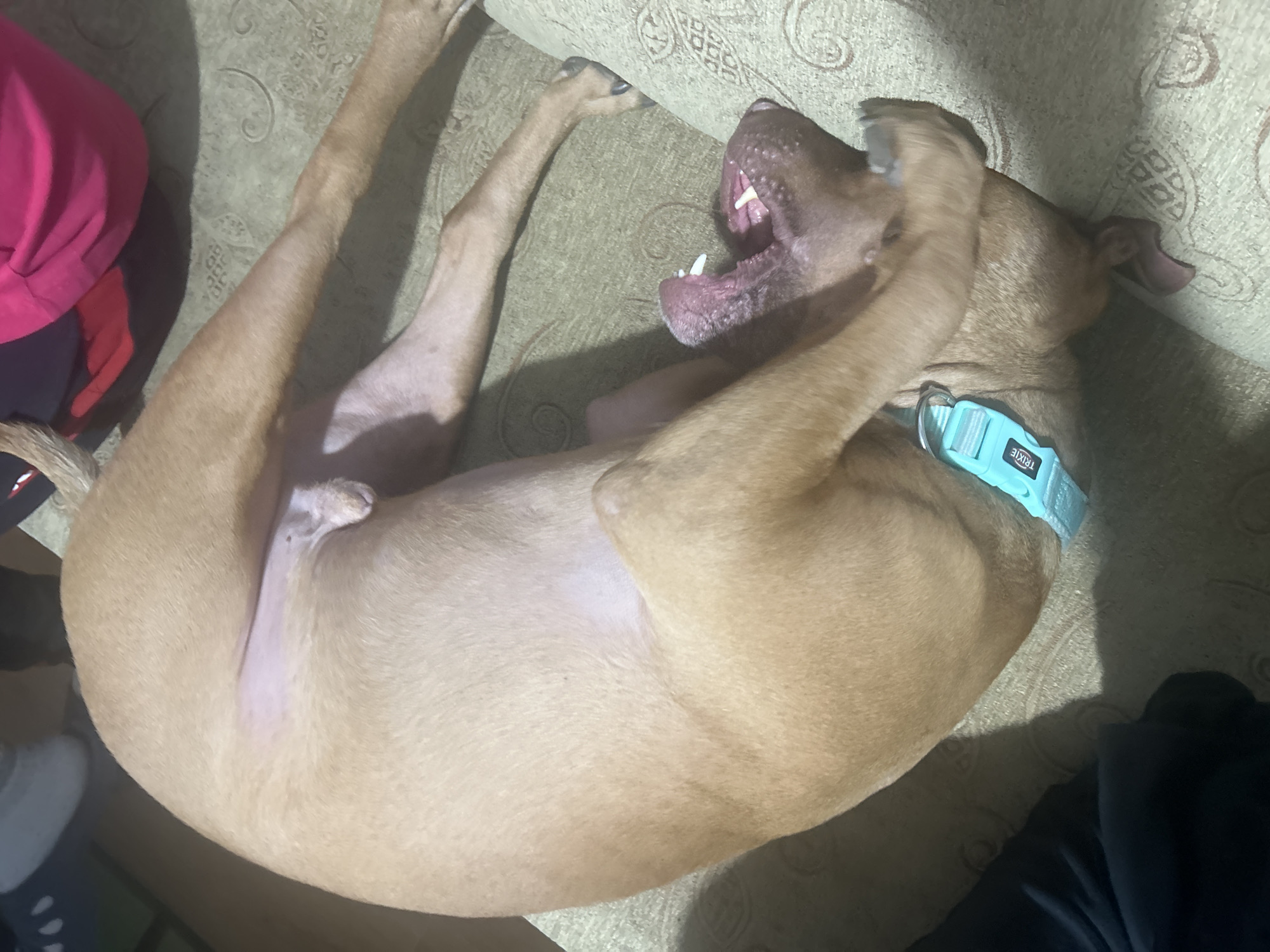 A tan dog is lying on its back on a patterned surface, possibly a couch or sofa. The dog has a light blue collar. Its mouth is open in what appears to be a yawn, and one of its front paws is near its head. Parts of two people are visible in the corners of the image. The environment is indoors. The location and city are unknown.
