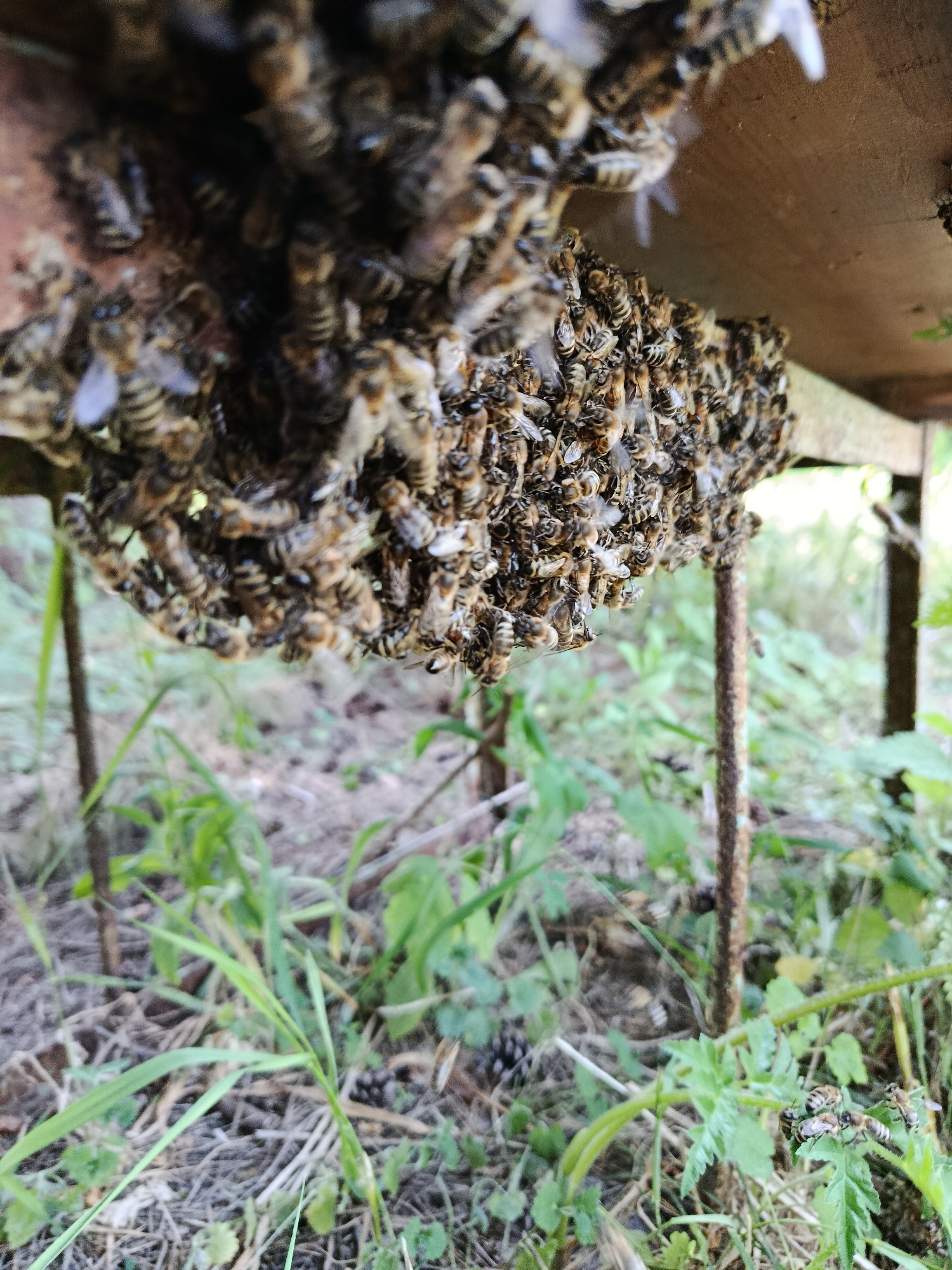 The image captures a close-up view of a swarm of honeybees clustered underneath a wooden structure, possibly a beehive or an overhang. The bees are tightly packed, forming a dense, living mass, with their striped bodies creating a textured pattern. Their wings are visible on some individuals, giving a sense of movement. The wooden surface above them appears weathered.
The environment surrounding the bees is a natural setting. Green foliage and dry grasses fill the foreground and background, suggesting an outdoor location. There are also some visible pinecones scattered on the ground, further indicating a natural or semi-natural environment. Two rusty metal posts are visible, one on the left and one on the right, supporting the wooden structure. The lighting suggests it is daytime, with the light source coming from above and slightly to the right, casting shadows on the bees and the ground.
The image does not contain any people. The primary subjects are the honeybees and their immediate surroundings. The scene appears to be focused on the behavior of the bee swarm in its habitat. The specific location is stated to be in the city of Motyakovo, Russia.