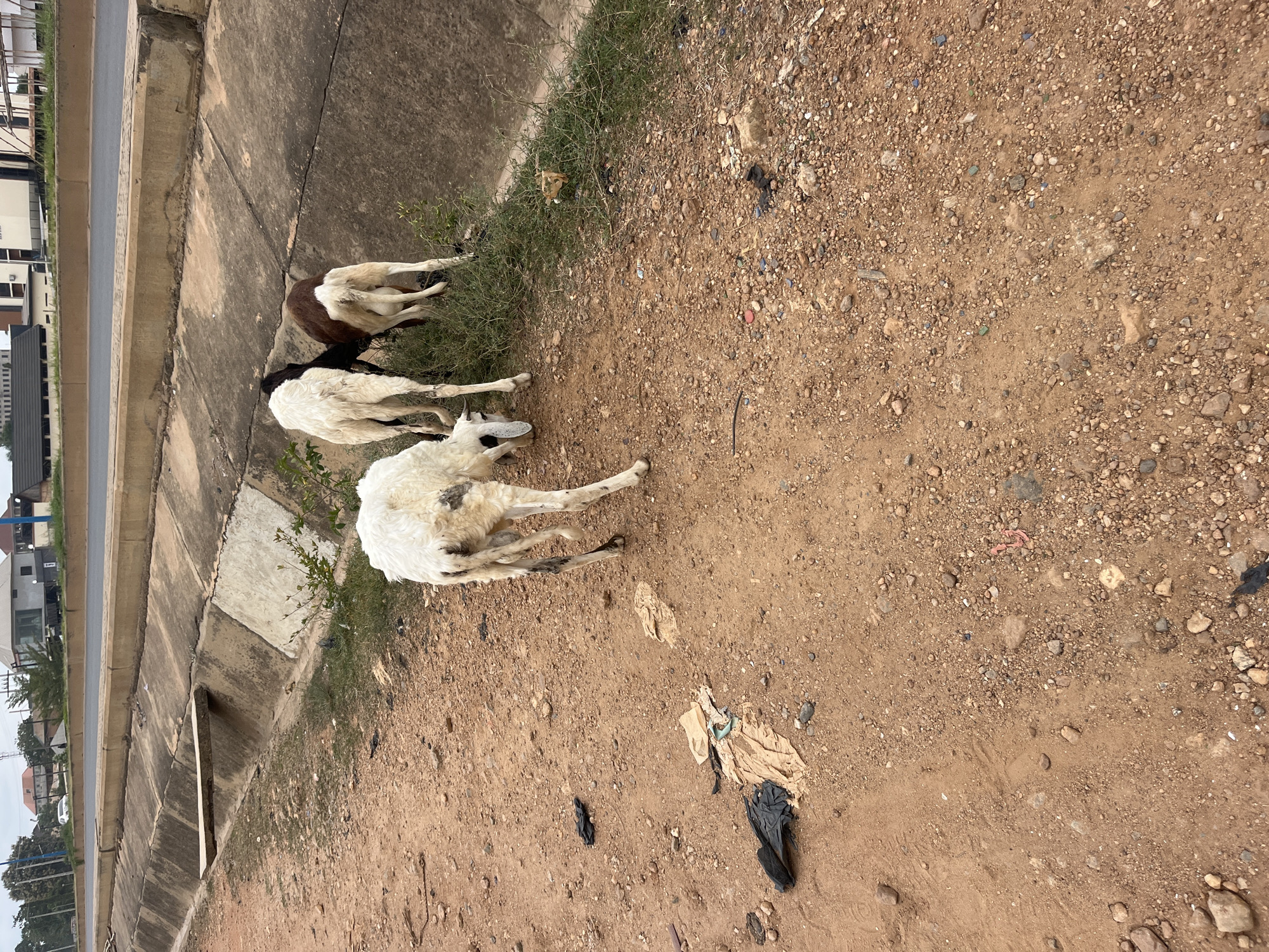The image depicts a scene alongside a paved road in Offatedo, Nigeria. Three goats are visible near a concrete drainage ditch. One goat is brown and white, while the other two are primarily white with dark markings. They appear to be foraging in a small patch of grass growing adjacent to the concrete structure. The ground consists of reddish-brown soil with pebbles and debris, including scattered pieces of plastic. In the background are buildings, indicating an urban or semi-urban setting.