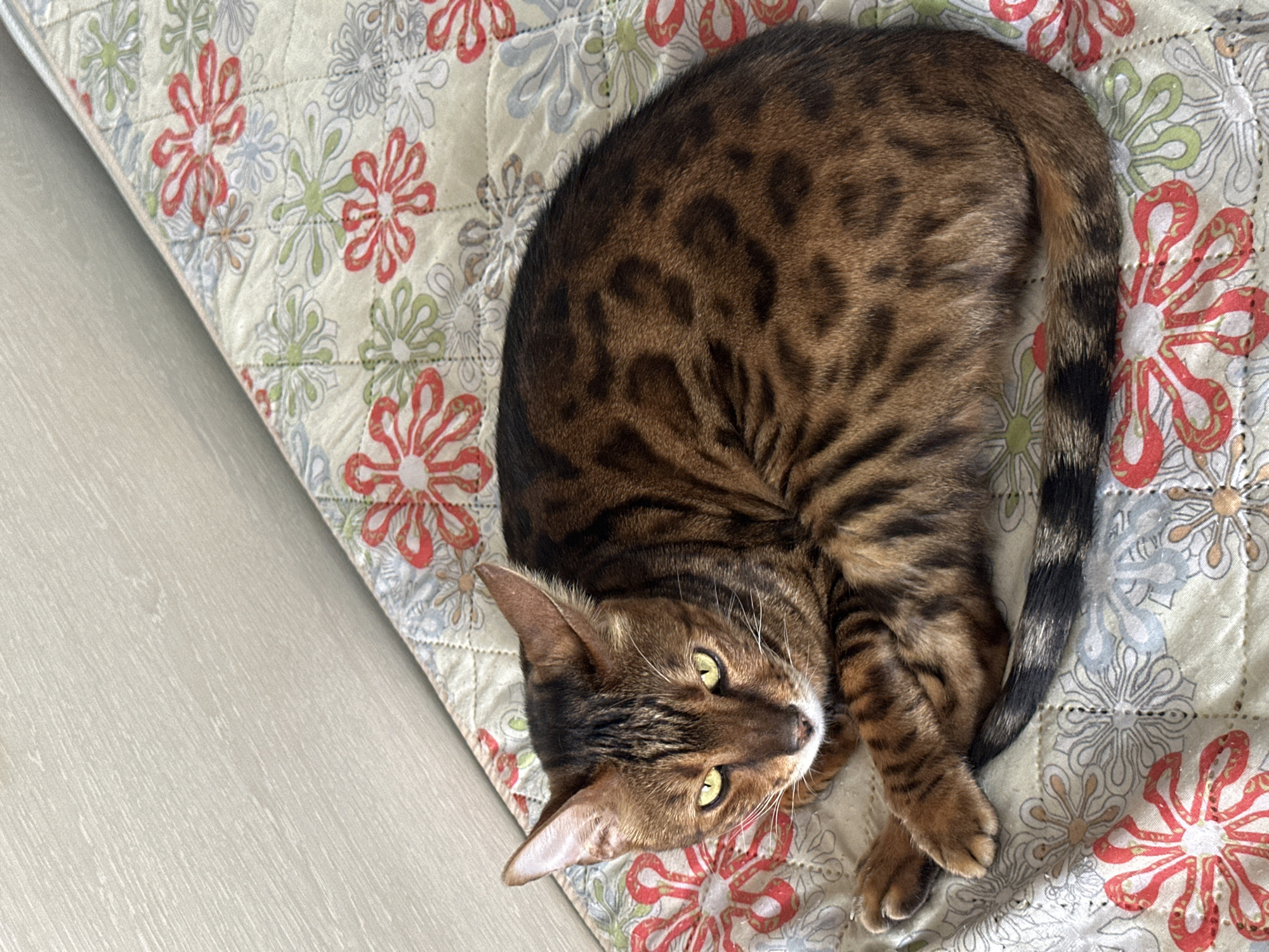 A Bengal cat with brown and black spotted fur is lying curled up on a patterned quilt. The quilt has a floral design with red, green, and blue flowers. The cat is facing the camera with its green eyes open and its ears perked up. The background is a light-colored wall with a subtle wood grain texture. There is no indication of the city of Energetik, Russia, in the image.