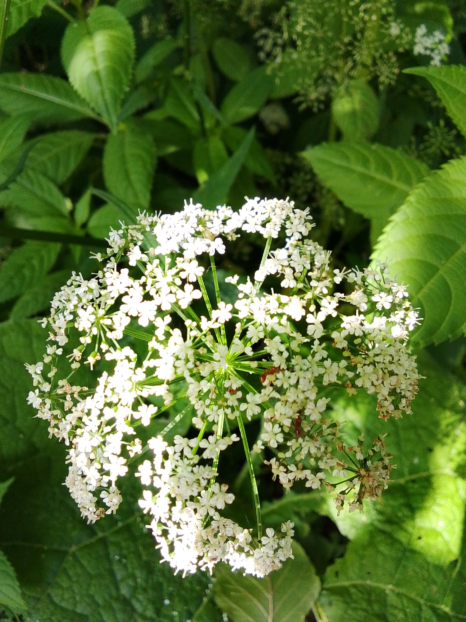 A close-up, overhead shot captures a cluster of delicate white flowers, possibly from an Apiaceae family plant, against a backdrop of lush green foliage. The flowers are small and numerous, arranged in an umbel formation, with some showing a slightly wilted or dried appearance. The leaves in the background are large and varied in size, with some showing distinct veins and a glossy texture, indicating a natural, outdoor environment. Sunlight filters through the leaves, creating dappled light and shadows across the scene. The image is likely taken in a garden or natural setting, possibly within the city of Snopok Novyy, Russia, given the context provided. No people or specific actions are depicted.
