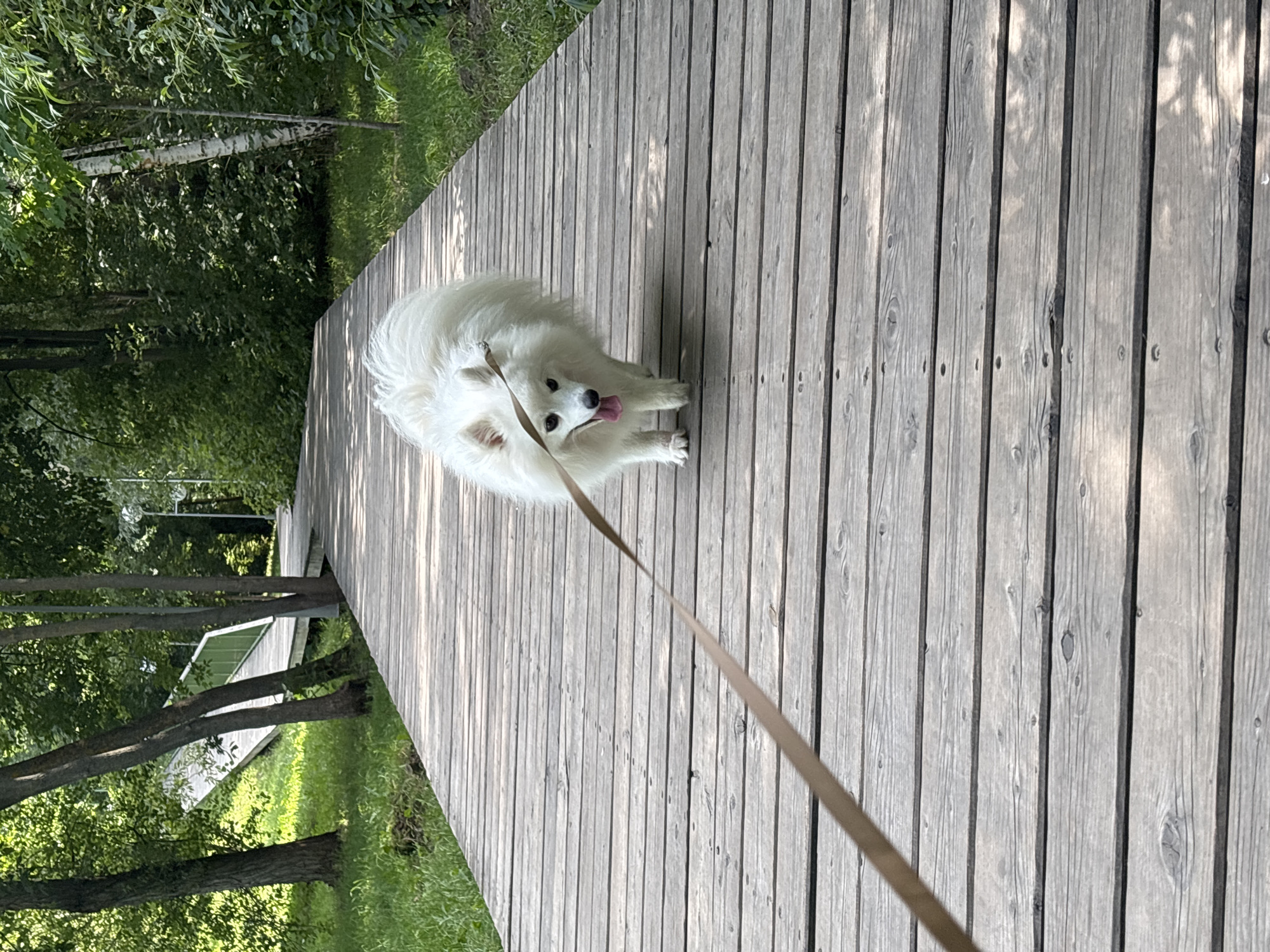 A white fluffy dog on a leash walks on a wooden boardwalk in a park. The dog is facing forward with its tongue out. The boardwalk is made of wooden planks and extends into the distance. Green trees and grass surround the boardwalk. In the background, a pedestrian bridge is visible. The image appears to be taken in a park in the city of Kazan, Russia, given the presence of birch trees which are common in the region, and the general park setting which is typical of recreational areas in Kazan.