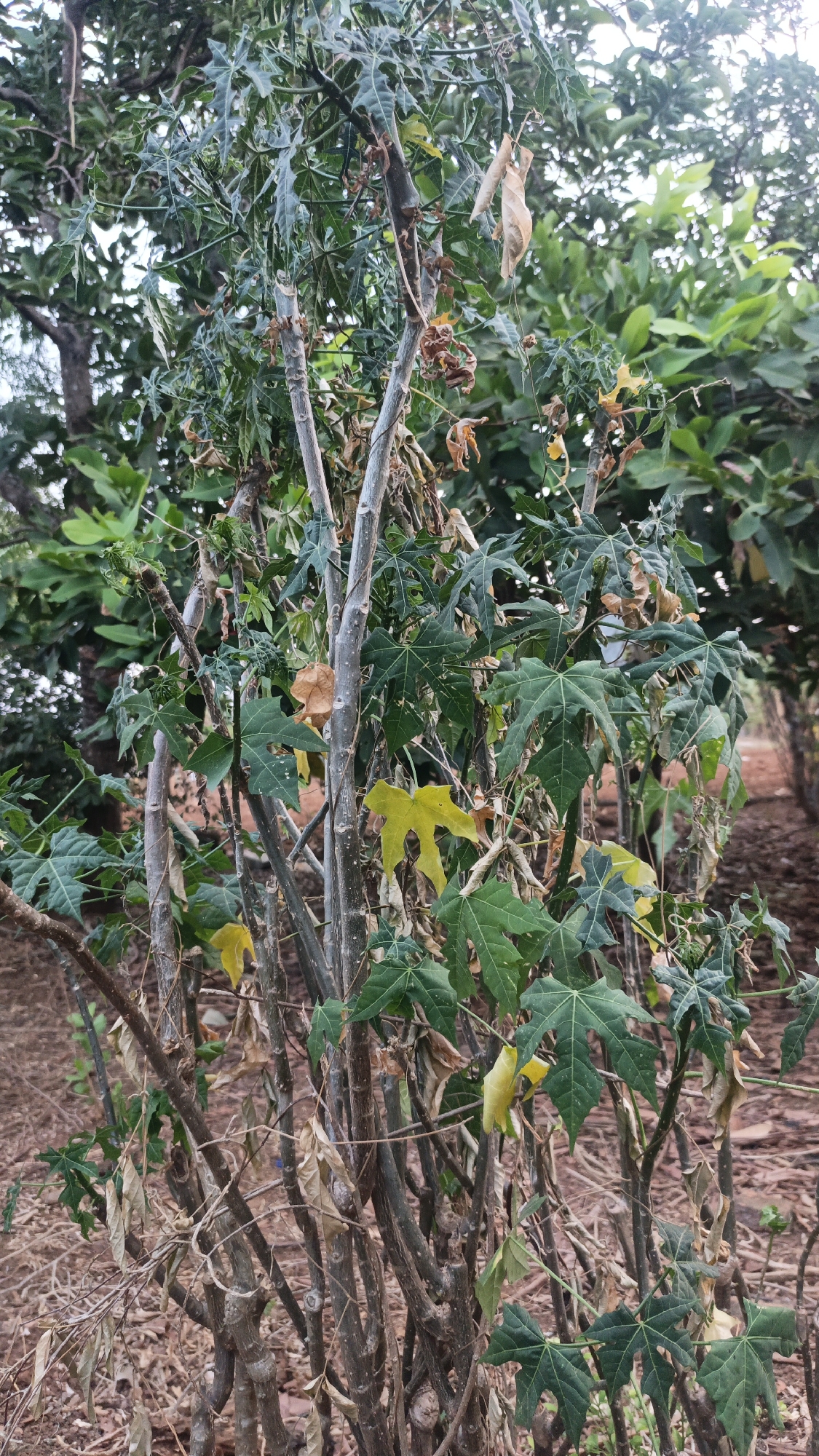 The image shows a close-up of a plant with several stems. The plant has lobed, green leaves, some of which are yellowing and brown, indicating they are dying. The stems are woody and some appear to have been pruned. The background consists of blurred green foliage and a brown, earthy ground. The scene appears to be outdoors in a natural or garden setting. There are no people or specific urban features visible that would indicate a specific location within Kandangmas, Indonesia.