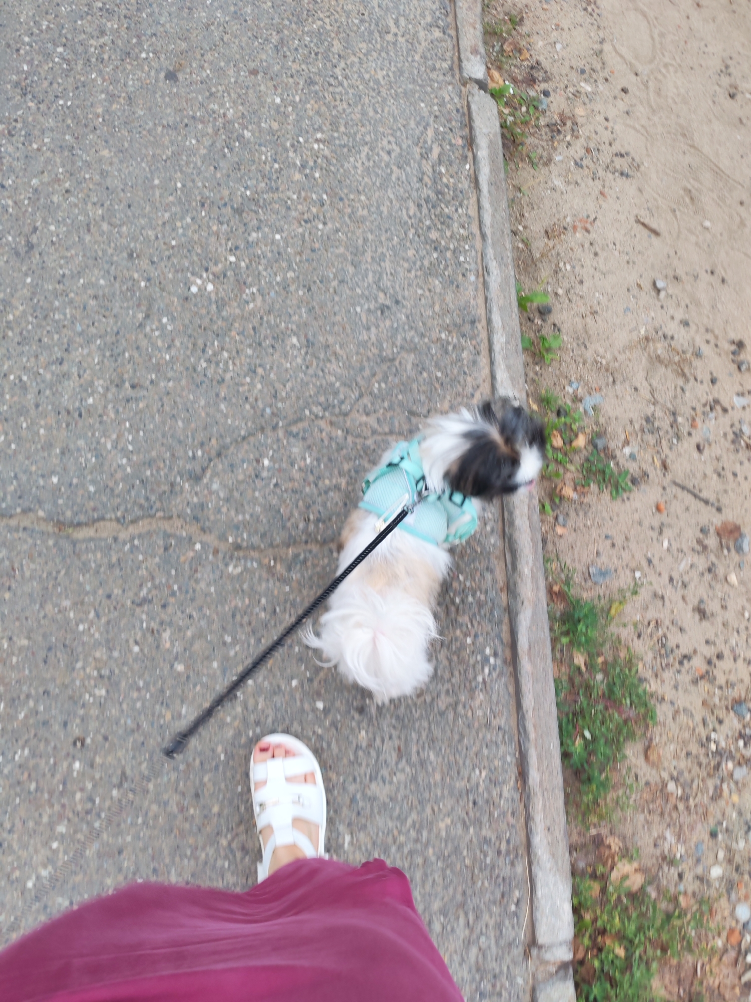 The image shows a Shih Tzu dog on a leash being walked by its owner. The dog is wearing a light blue harness and has white and tan fur. The owner's foot, wearing a white sandal, and a portion of their maroon skirt are visible in the foreground. They are walking on a paved sidewalk next to a dirt and gravel area with some sparse greenery. The scene appears to be an outdoor walkway in Izhevsk, Russia. The motion blur suggests the photo was taken while walking.