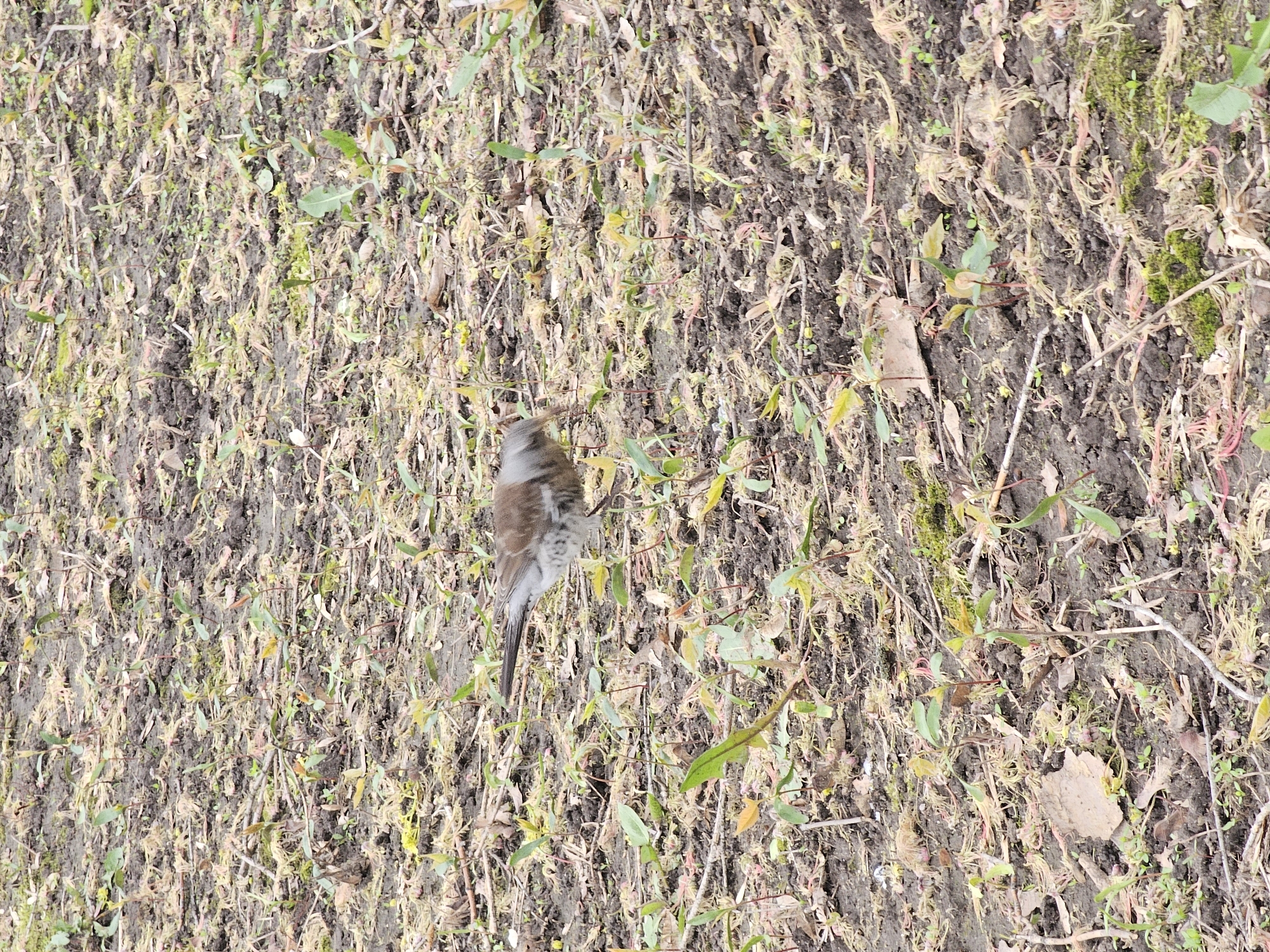 The image presents an overhead view of a thrush-like bird standing on a patch of ground covered with sparse vegetation. The bird, positioned in the lower central part of the frame, has a greyish head, a mottled brownish-grey back and wings, and a pale, speckled breast. Its tail is dark, and its head appears slightly blurred, suggesting subtle movement.
The ground surface is a textured blend of dark, damp soil, interspersed with various forms of plant life. Dominant features include light green, often yellowish-tinged moss and small shoots, alongside scattered, thin green leaves. Patches of dried, reddish-brown and pale-yellowish dead vegetation are also visible, creating a varied and somewhat unkempt natural floor. Some areas of the soil appear darker and possibly muddier.
The scene is lit by natural daylight, likely under an overcast sky or during a period of diffused light, as there are no strong shadows. The overall color palette is muted, consisting primarily of earthy browns, grays, and various shades of green and yellow from the plant life. The absence of vibrant colors and the mix of decaying and emerging growth suggest a natural outdoor setting, possibly in early spring or late autumn in Khimki, Russia. There is no visible text in the image.