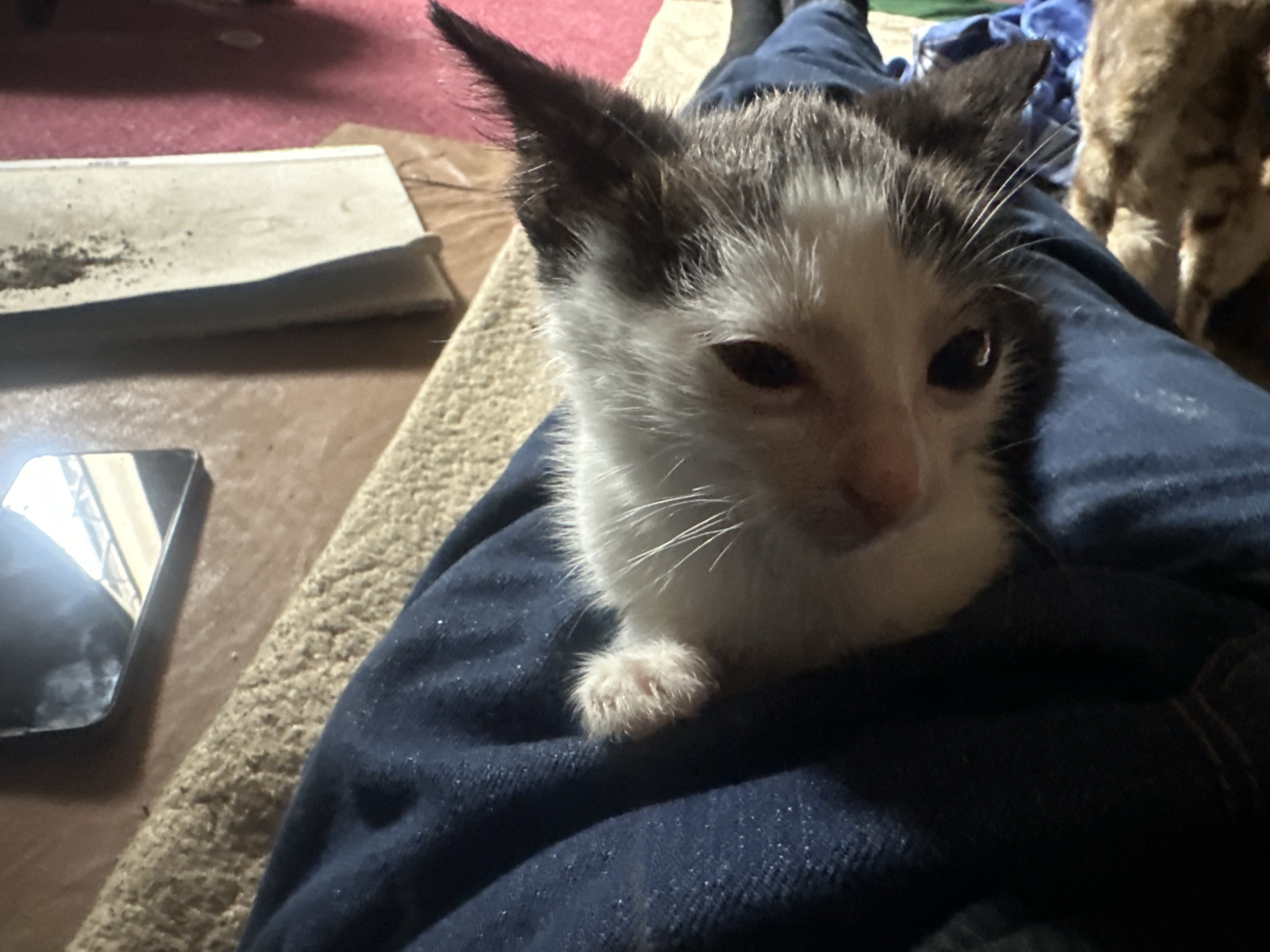 In the city of Jos, Nigeria, a young kitten, predominantly white with black markings on its ears and head, is nestled in the lap of a person wearing blue jeans. The kitten's eyes are partially closed, and its fur appears slightly disheveled. The background is blurred, but hints of a pink rug and a brown textured surface are visible. To the left of the frame, a portion of a smartphone with a reflective screen is present. In the upper right quadrant, the back of another animal, likely a dog, with brown fur is partially visible. The lighting suggests an indoor setting, possibly at night or in a dimly lit room.