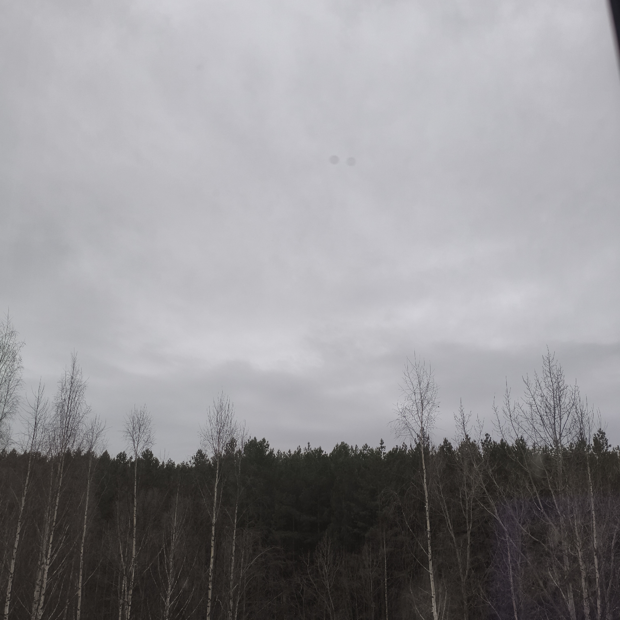 The image shows a forest scene in Chaikovsky, Russia, on a cloudy day. The sky is overcast with gray clouds. In the foreground are several bare birch trees without leaves. Behind them, a dense row of dark green coniferous trees forms the background of the forest. No people are visible. There is a spot on the top of the picture.