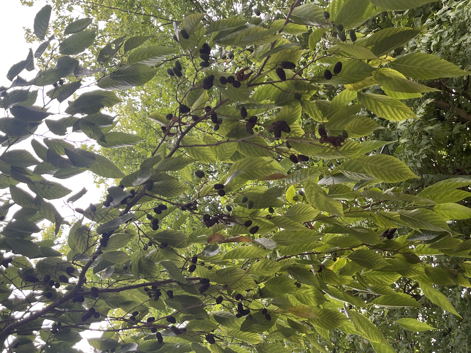 An outdoor, low-angle, full shot features a tree with green leaves and dark brown, cone-like fruits hanging from its branches. The fruits are clustered along the branches, with some appearing singly and others in groups of two or three. The leaves are ovate with serrated edges and prominent veins. The tree branches are dark brown and thin, creating a dense canopy that partially obscures the bright, overcast sky. The background consists of more foliage and trees, suggesting a park or wooded area within Aulnay-sous-Bois, France. No people are visible in the image.
