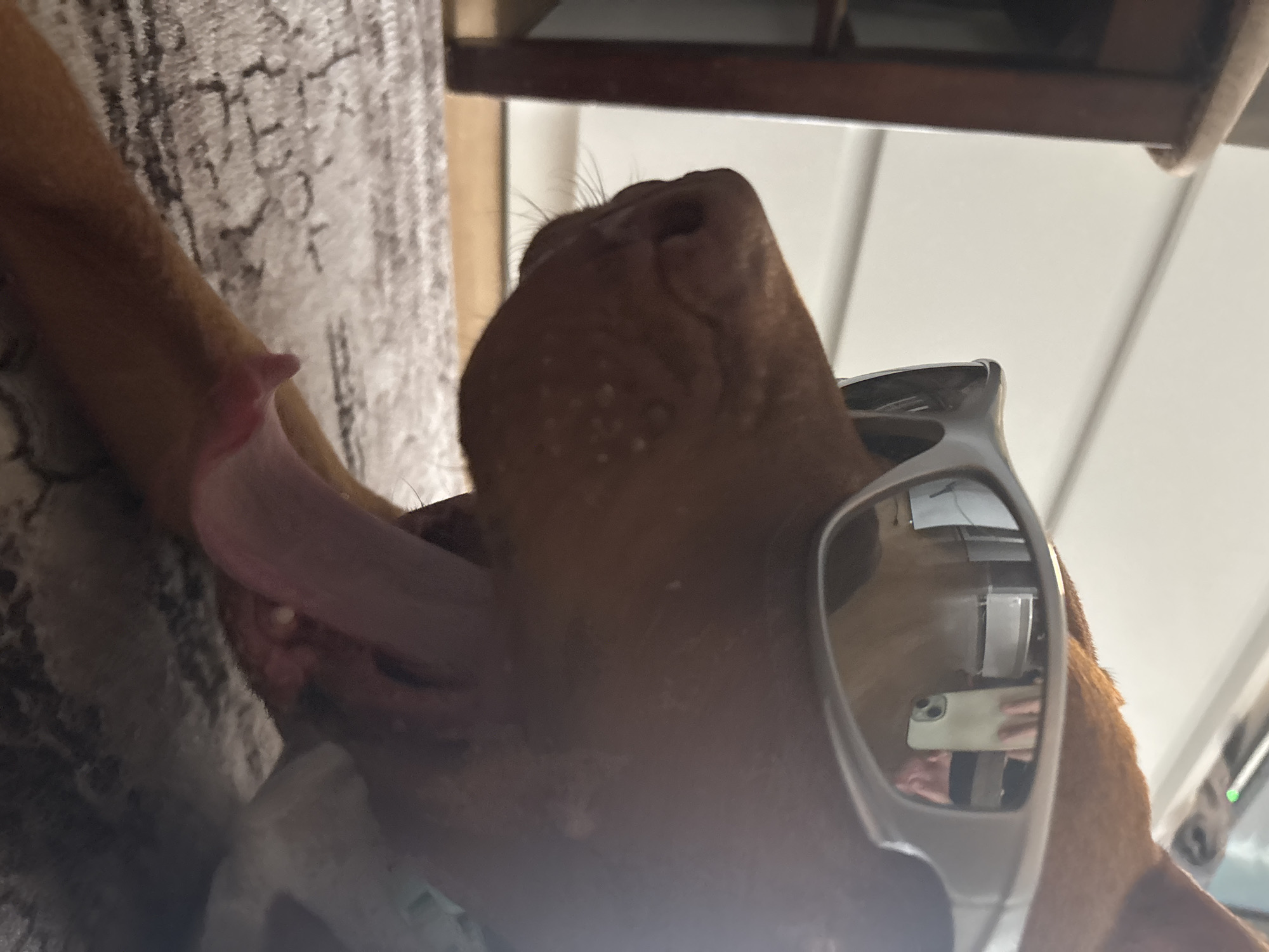 A close-up, upward-angled shot shows a brown dog wearing silver-framed sunglasses, with its tongue hanging out. A person's hand holding a cell phone is reflected in the lens of the glasses. The dog is lying on a patterned surface, possibly a bed or couch. A shelf or ledge is visible in the background. The location cannot be determined from the image and it is not possible to determine if this is in Sofia, Bulgaria.