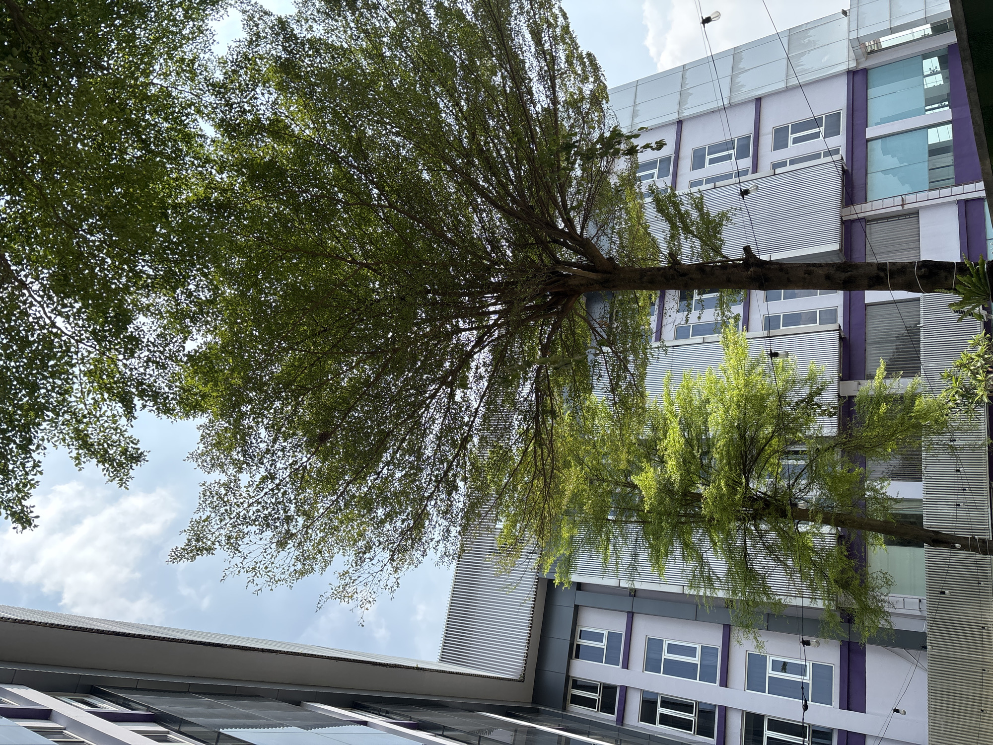 In Binong, Indonesia, a modern building with a grey and purple facade featuring rows of white-framed windows is partially obscured by the lush green foliage of two trees. The building exhibits a stepped architectural design with a large glass-paneled section on the right. The trees, one larger and one smaller, are positioned in the foreground, with their branches extending upwards and outwards, partially covering the sky. The sky is a clear blue with scattered white clouds. The scene suggests a contemporary urban environment with elements of nature integrated into its design.