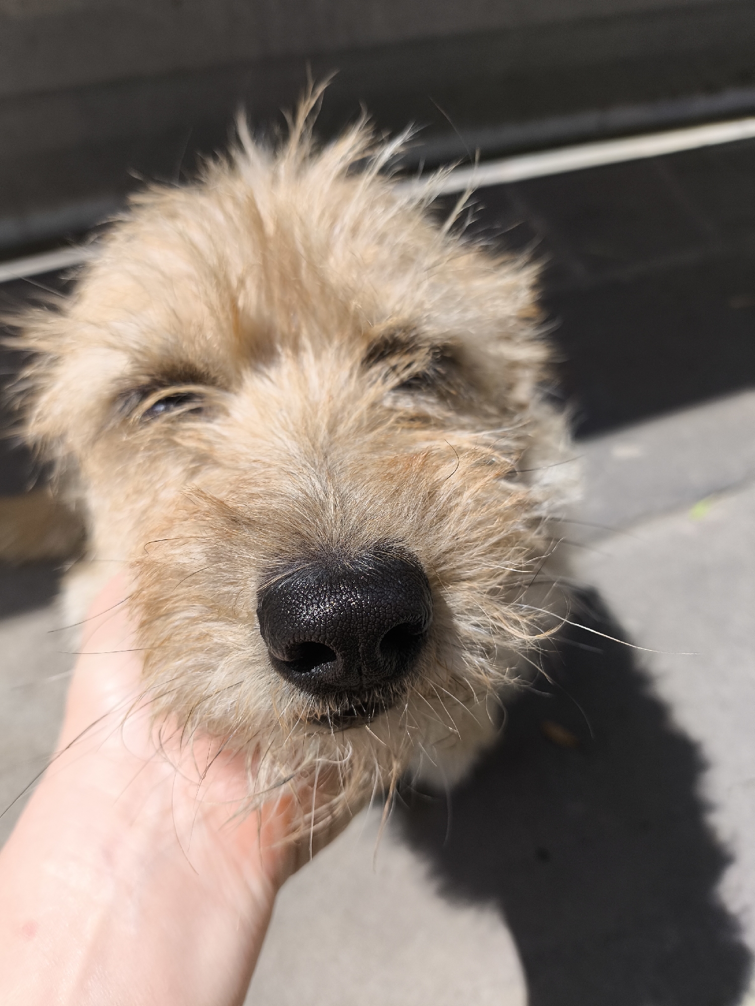 A close-up, eye-level shot focuses on the face of a small, light brown, wire-haired dog, likely a terrier mix, outdoors on a sunny day. The dog's nose, a prominent black, wet, and shiny feature, is centered in the frame, with its mouth and snout visible. The dog's fur is shaggy and light brown, with some darker brown and black markings around its eyes and nose. Its eyes are partially closed, giving it a relaxed or sleepy appearance. A human hand, with visible palm lines and skin tone, gently supports the dog's chin and jaw area, interacting with the animal in a nurturing manner. The background is blurred, suggesting a shallow depth of field, but it appears to be an outdoor urban environment with a concrete surface and some indistinct structures or lines in the distance. The lighting suggests it is daytime, with strong sunlight creating shadows. There is no identifiable information within the image to indicate a specific location within the city of Yessentuki, Russia.