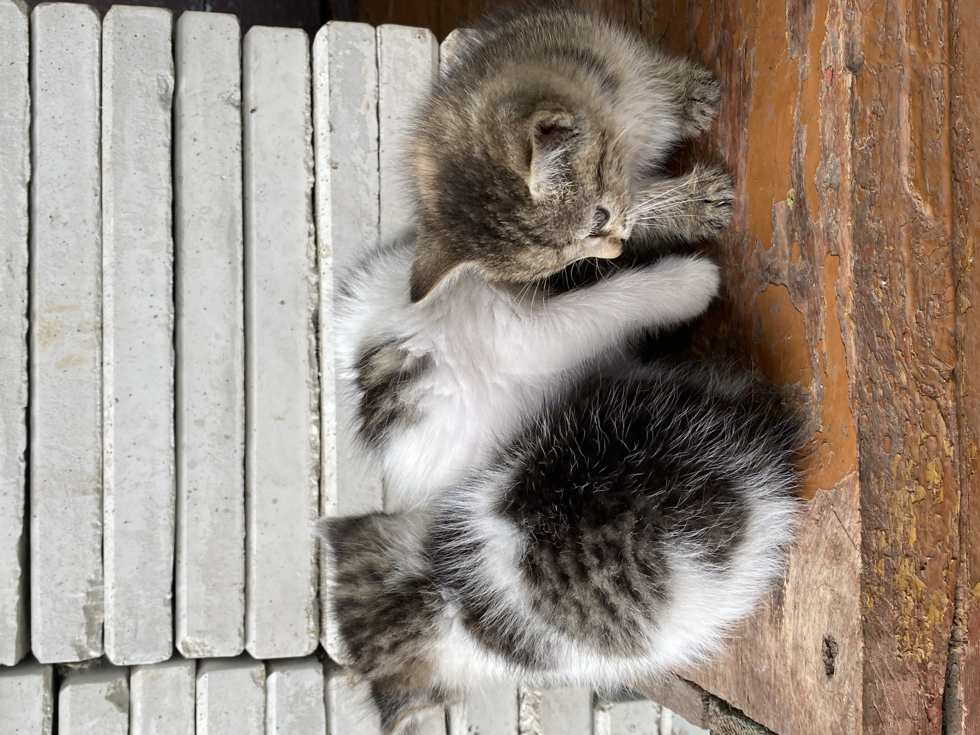 Three kittens are positioned on a weathered, reddish-brown wooden surface, possibly a table or bench. In the background, a stack of flat, rectangular, light-colored objects, likely concrete slabs or paving stones, forms a textured wall. The kittens exhibit a mix of grey, black, and white fur patterns. One kitten, primarily white with dark grey patches, is nestled in the center. To its left, a kitten with a dense grey and white mottled coat is curled up. To the right, a third kitten, with a tabby pattern of grey and brown, is looking downwards. The lighting suggests an outdoor environment, possibly in the city of Nadezhdino, Russia, with soft, diffused light.