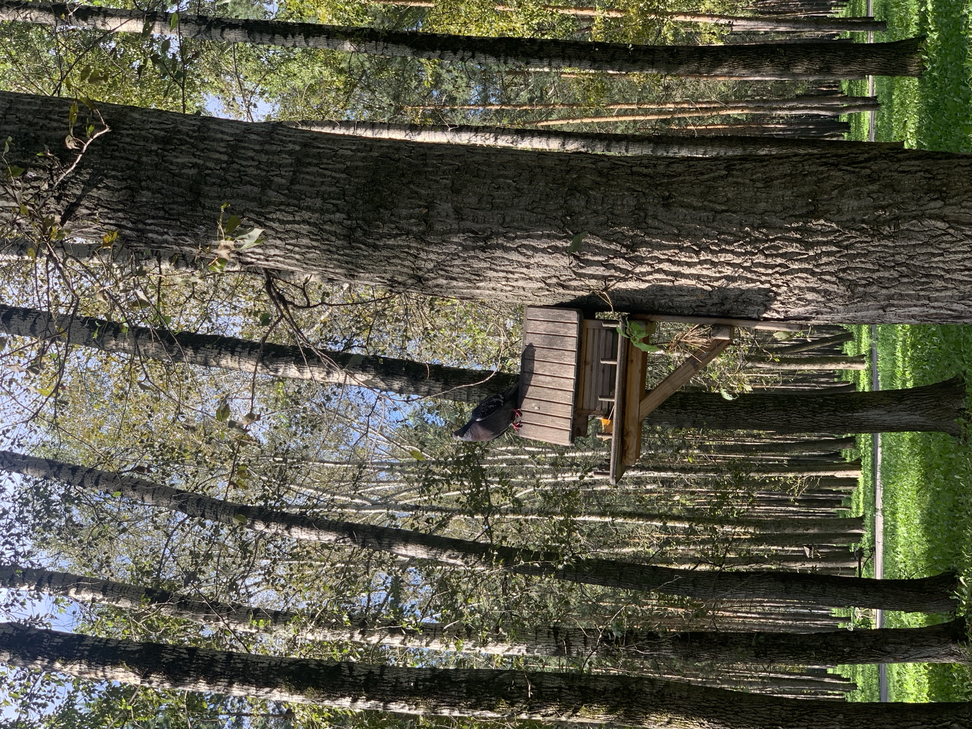 A pigeon stands on a wooden bird feeder in a sunlit forest with many tall trees. The forest floor is covered in lush green grass. In the background, more trees stretch into the distance, with some lighter-colored trees visible amongst the darker ones. The scene appears to be in a park or natural area.