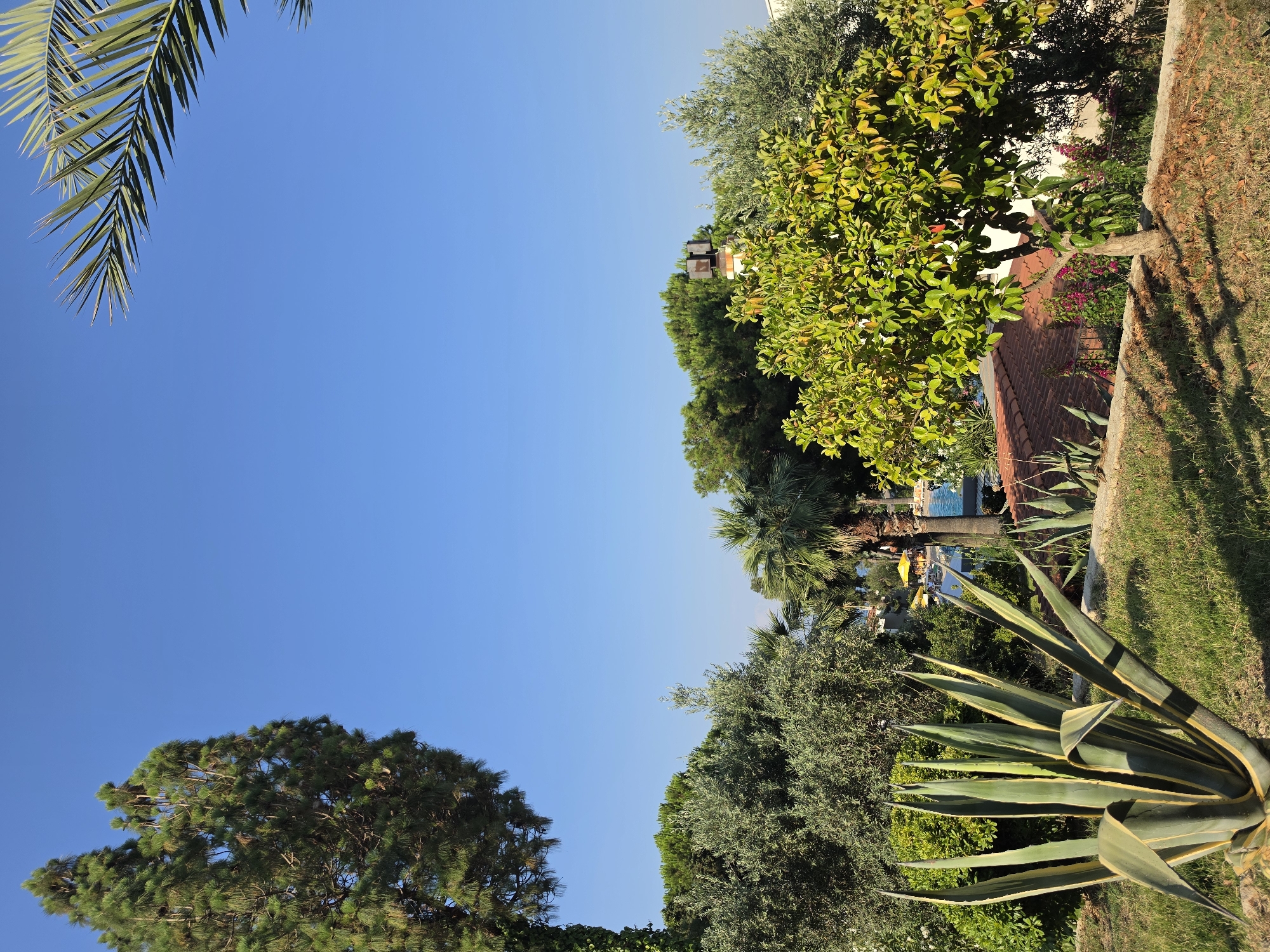 The image depicts a serene outdoor scene in Urla, Turkey. The foreground is dominated by lush green grass and a large agave plant with sharp, pointed leaves. Behind the agave, a young tree with vibrant green leaves stands tall, casting dappled shadows on the ground. Further back, various other trees, including a tall cypress and olive trees, create a verdant backdrop. A glimpse of a swimming pool with yellow umbrellas suggests a resort or residential area. The sky is a clear, bright blue, indicating a sunny day. There are no people visible in the frame. The overall impression is one of a peaceful and picturesque setting in a Mediterranean landscape.