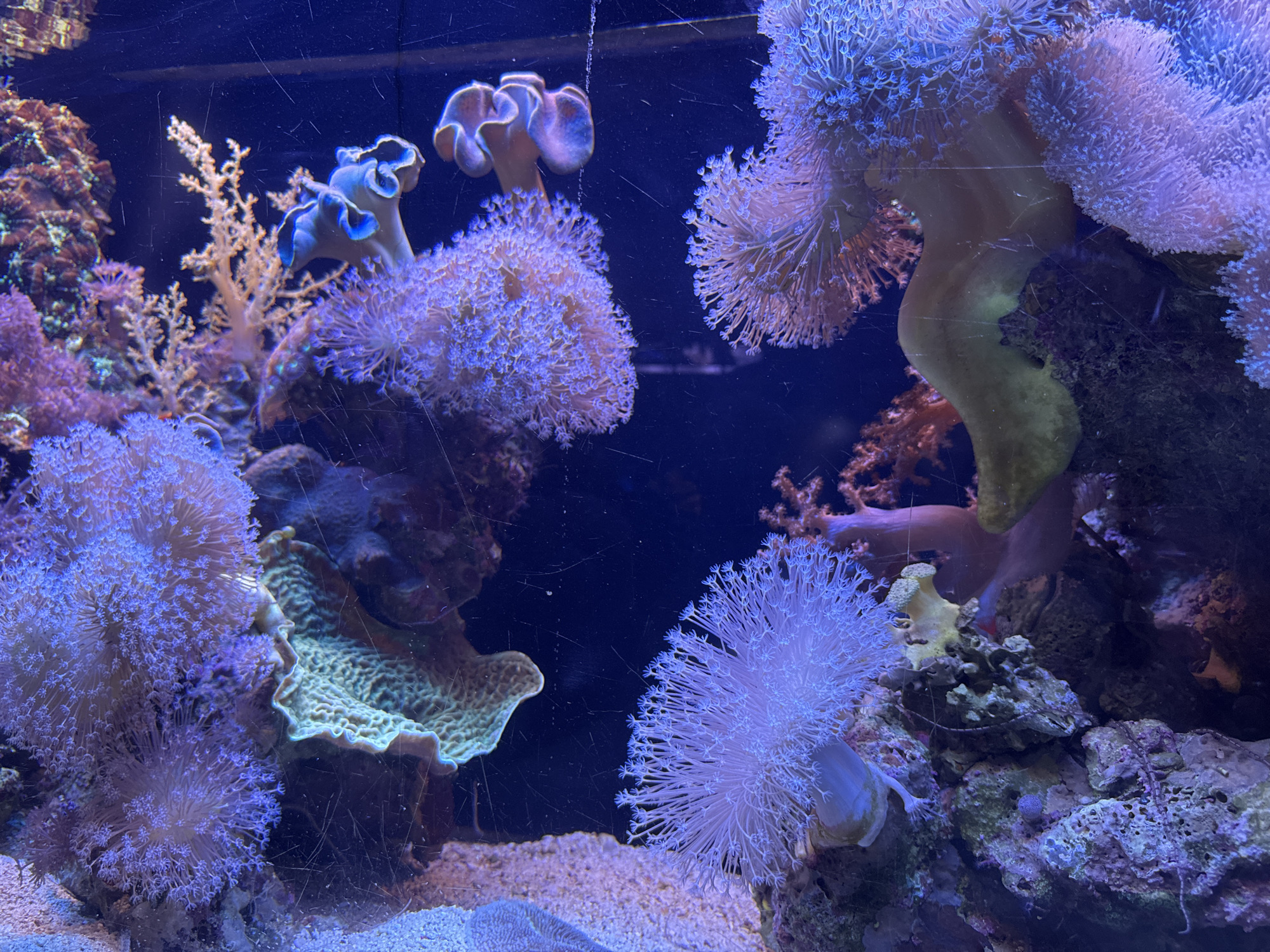 The image depicts a close-up, low-angle view of a vibrant marine aquarium. The aquarium is filled with a variety of colorful corals, predominantly in shades of purple, pink, and light blue, illuminated by artificial lighting which creates a strong blue hue. Several soft corals with intricate, branching structures are prominent. In the foreground, to the left, a large, fluffy purple coral is visible. To the right, a delicate, feathery blue coral stands out. In the background, other coral formations and rocky structures create a dense, textured environment. The aquarium glass shows minor scratches and smudges. The substrate at the bottom appears to be fine sand. The overall impression is one of a carefully curated underwater ecosystem, likely within an aquarium in Eilat, Israel, known for its Red Sea marine life exhibits. There are no people or observable actions within the frame.