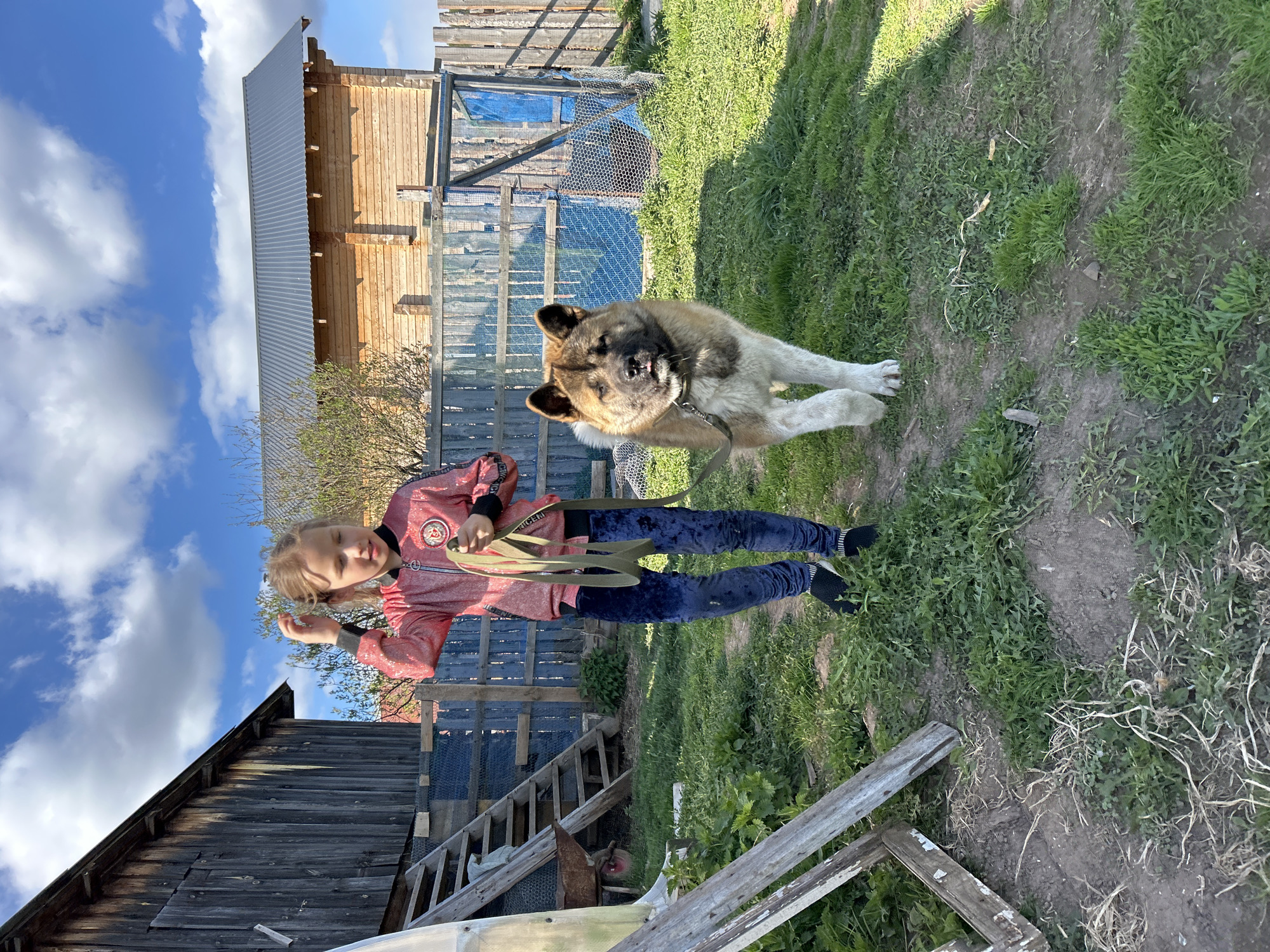A young girl, possibly around 8-10 years old, stands with a large Akita dog in a yard. The girl is wearing a pink jacket, dark blue velvet leggings, and black shoes. She holds the dog's leash and appears to be holding something small in her other hand. The dog is tan and white, wearing a collar and leash.
The scene takes place in a grassy yard with uneven terrain. In the background, there is a wooden barn structure and a section of fencing. An old, weathered wooden building is visible in the lower left corner of the image. The sky is blue with scattered clouds. It is daytime, and there is bright sunlight casting shadows. The location is identified as Rusalevka, Russia.