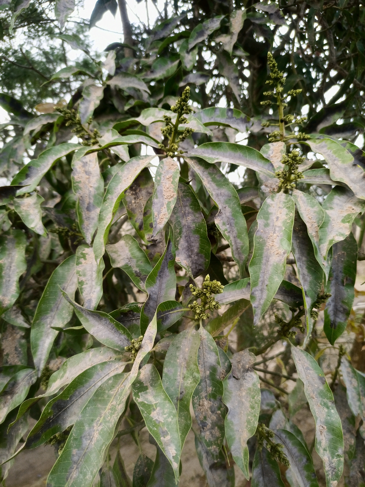 This is a close-up, eye-level photograph of mango tree leaves and developing flower clusters. The leaves are elongated and pointed, with a glossy, dark green surface that is heavily dusted with a light-colored substance, possibly dust or residue. Some leaves show dark, irregular patches, potentially indicating disease or damage. Several small, green flower clusters are visible among the leaves, appearing as clusters of tiny buds on stems. The background is a blur of green foliage and lighter, out-of-focus areas suggesting the sky or lighter-colored vegetation. The scene appears to be outdoors in a natural setting, such as a garden or orchard. The image provides no information about the city of Limbe, Malawi.
