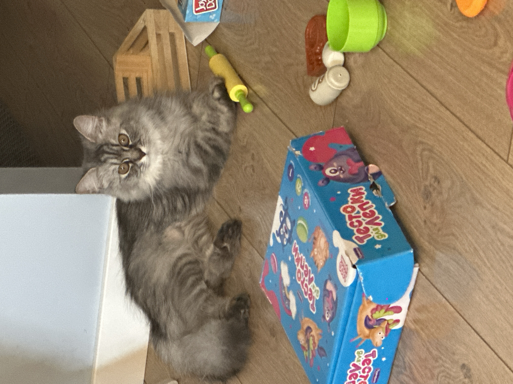 The image shows a domestic scene on a wooden floor, likely indoors. A gray, medium-haired cat with amber eyes is lying down, partially on a white or light-colored surface that is potentially a piece of furniture. Around the cat are various objects, including a small wooden frame structure, a yellow and green toy rolling pin, a green cup-like toy, and a blue box with cartoon-like illustrations and text in Russian. The box also has the words "Тесто для лепки" ("Playdough" or "Dough for sculpting") in Russian. The precise location in the city of Chaikovsky, Russia, cannot be determined from this image alone.