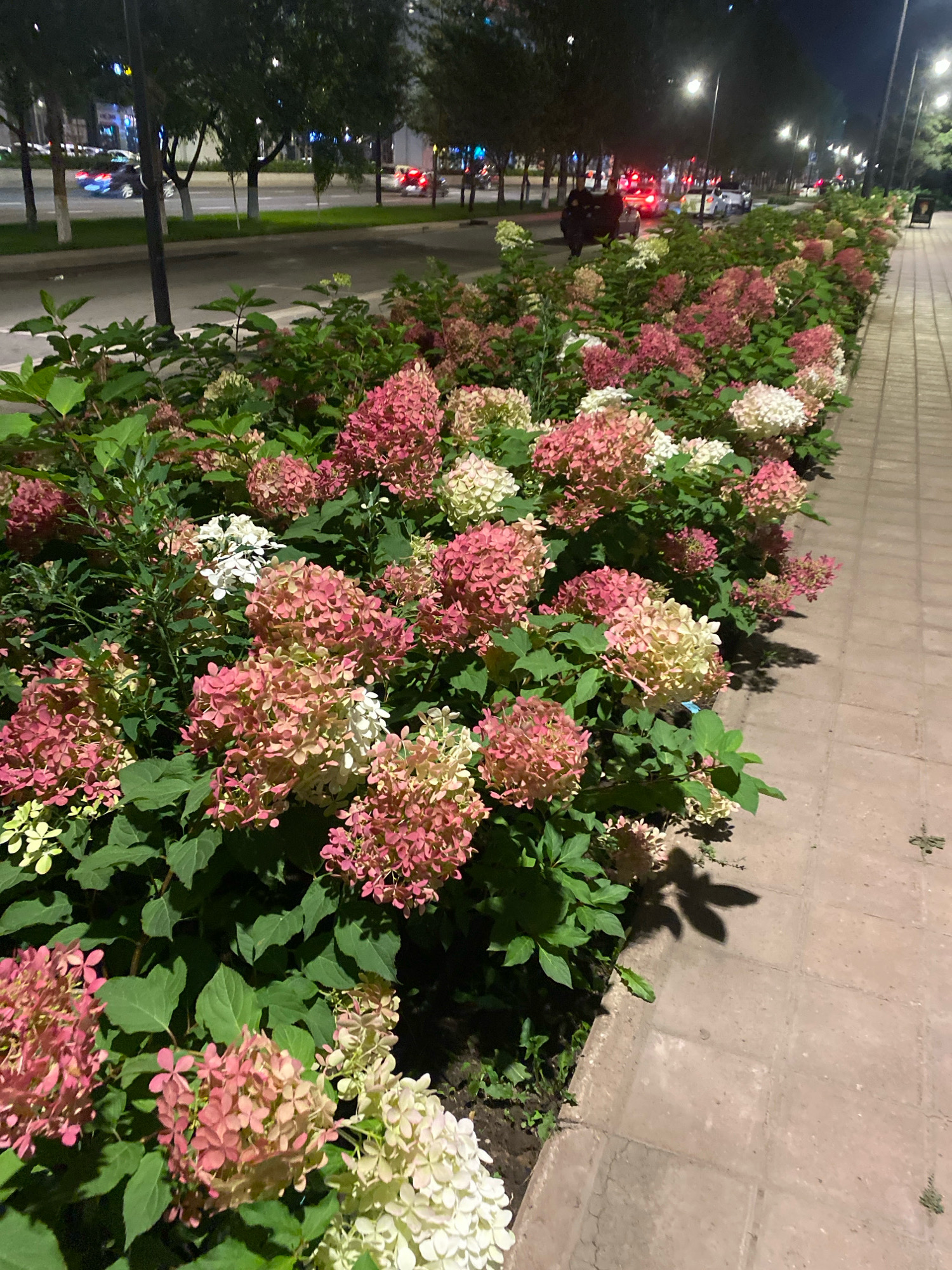 The image captures a street scene at night in Astana, Kazakhstan. A prominent feature is a well-maintained flower bed bordering a paved walkway. The flower bed is densely populated with hydrangeas, displaying a range of colors from pale white and cream to shades of pink and deep rose. The flowers are in full bloom, creating a vibrant display against the dark backdrop of the night.
Behind the flower bed, a street runs parallel, with trees lining its edge. Streetlights illuminate the scene, casting a warm glow and creating shadows from the foliage. Cars are visible on the street, their headlights and taillights suggesting traffic flow. One vehicle, possibly a dark sedan, is captured with its brake lights illuminated. Further down the street, the lights of buildings and the city skyline are dimly visible.
The paved walkway to the right of the flower bed is made of rectangular concrete slabs. Small tufts of grass and debris are scattered on the walkway. The overall impression is that of an urban environment designed for aesthetic appeal, with the floral landscaping serving as a visual enhancement to the city's infrastructure.