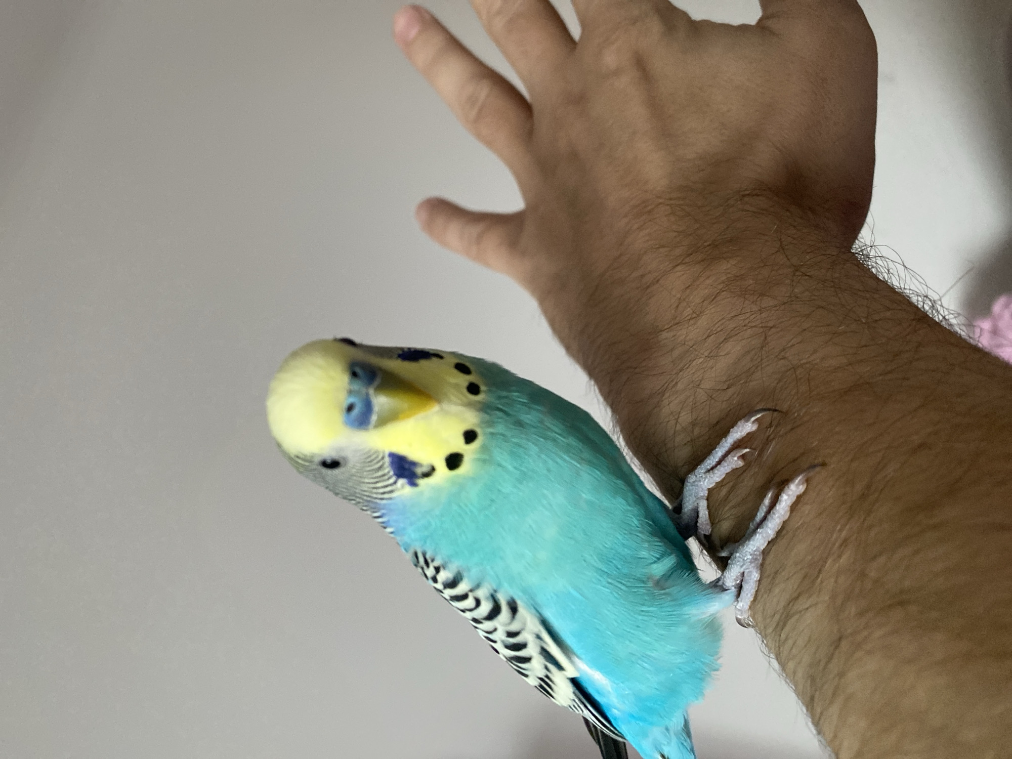 A blue and yellow budgerigar bird is perched on a person's hairy forearm. The bird is facing the viewer. The person's hand is held up, fingers spread, near the bird's head. The background is a plain, off-white wall.