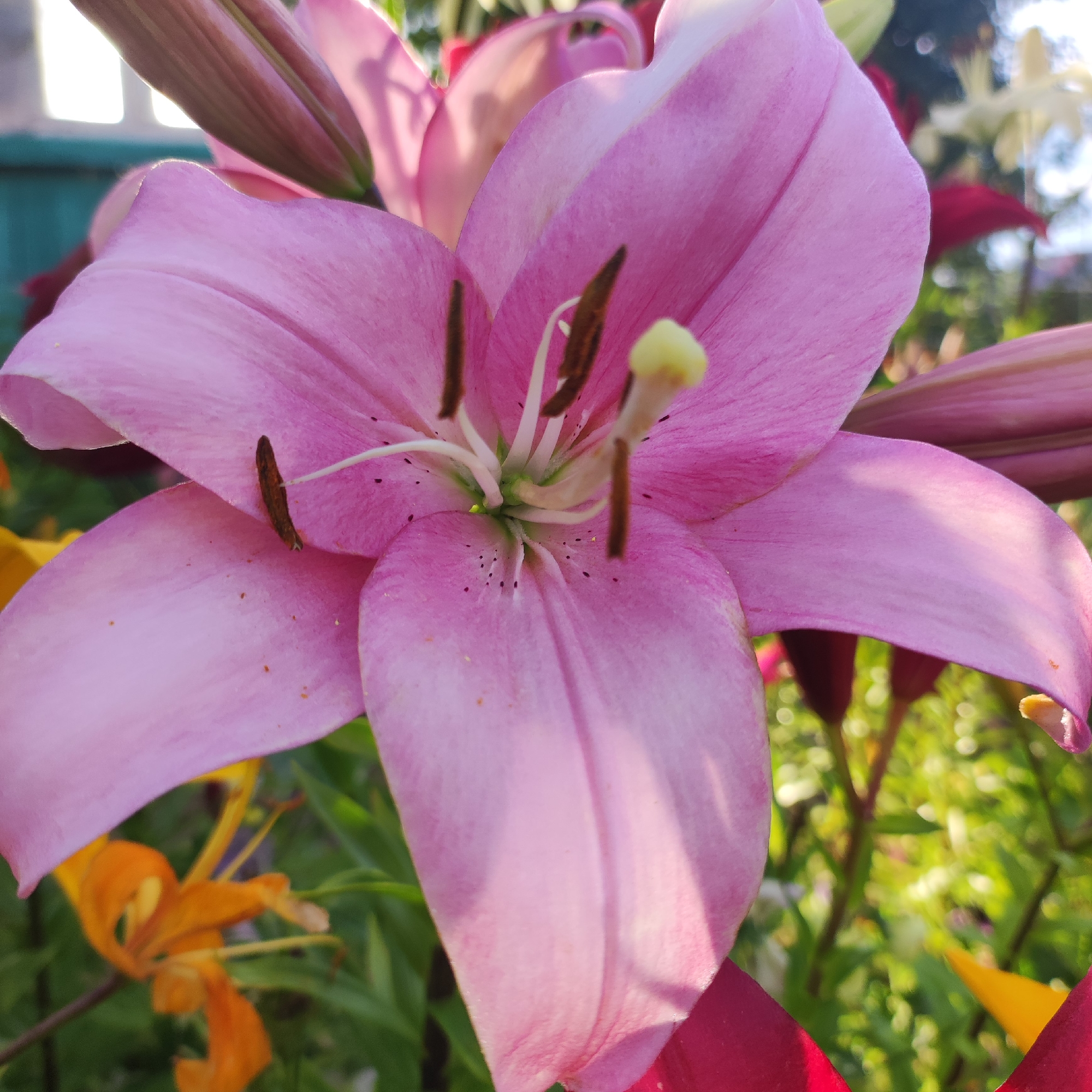 A close-up, eye-level, horizontal shot shows a vibrant pink lily in full bloom. The lily's petals, tinged with a lighter shade near the edges and speckled with dark spots, are soft and delicate. The stamen, a prominent feature, consists of light green pistils and dark brown anthers. The background is a blur of greenery, with hints of other colorful flowers, suggesting a garden setting. In the upper left corner, a light blue fence and a window of a building are partially visible, hinting at an urban or suburban environment. The sunlight casts shadows and highlights on the petals, adding depth and texture to the image. There are no people or animals in the frame. The scene is peaceful and serene, evoking a sense of natural beauty. The location is identified as Navoloki, Russia.
