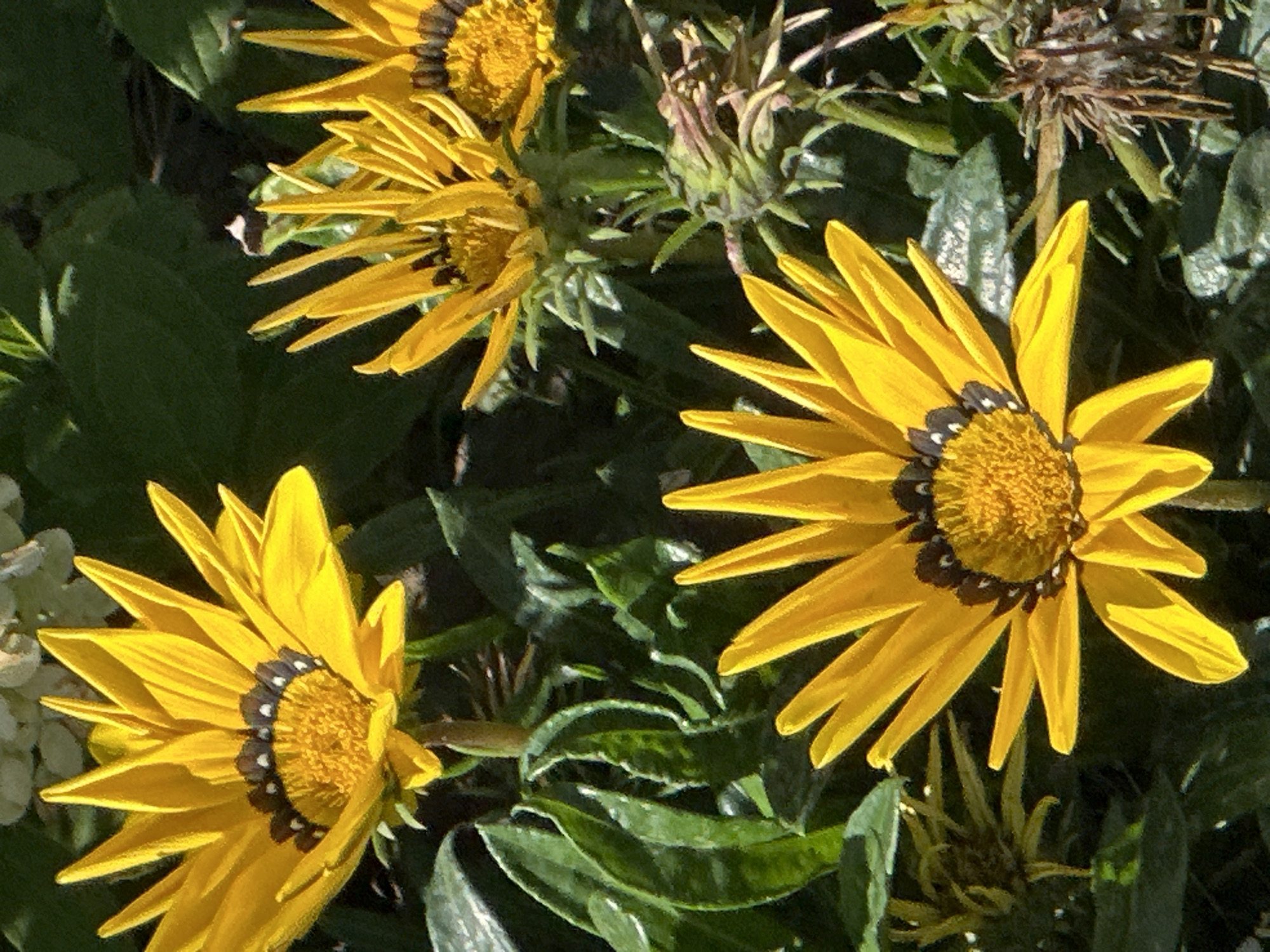 The image displays a close-up view of several gazania flowers with bright yellow petals and dark centers. The flowers are in focus, with lush green foliage and some dried seed heads in the background, suggesting an outdoor garden setting. The lighting appears to be natural sunlight, casting shadows and highlighting the textures of the petals and leaves. There is no indication of the specific location in Podolsk, Russia, nor are there any people or actions depicted. The scene is static and focused entirely on the flora.